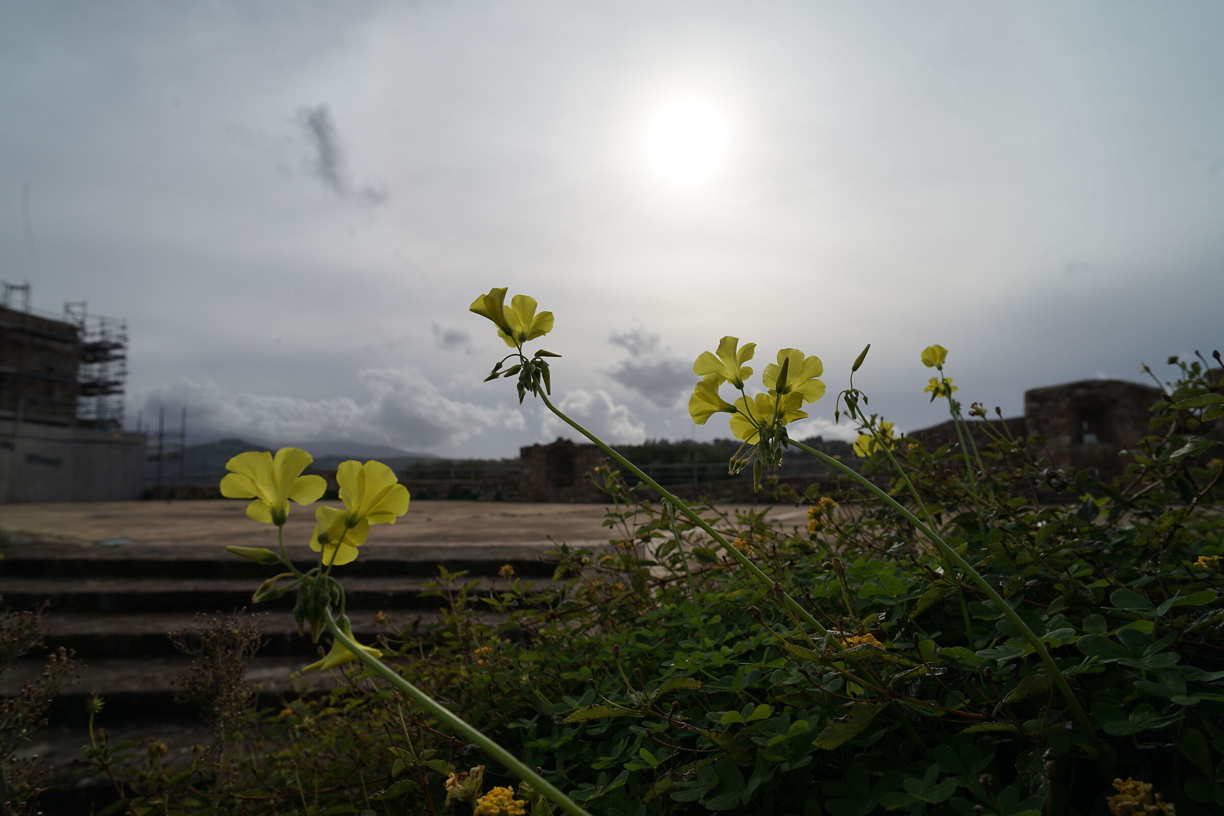 Towards the shy winter sun