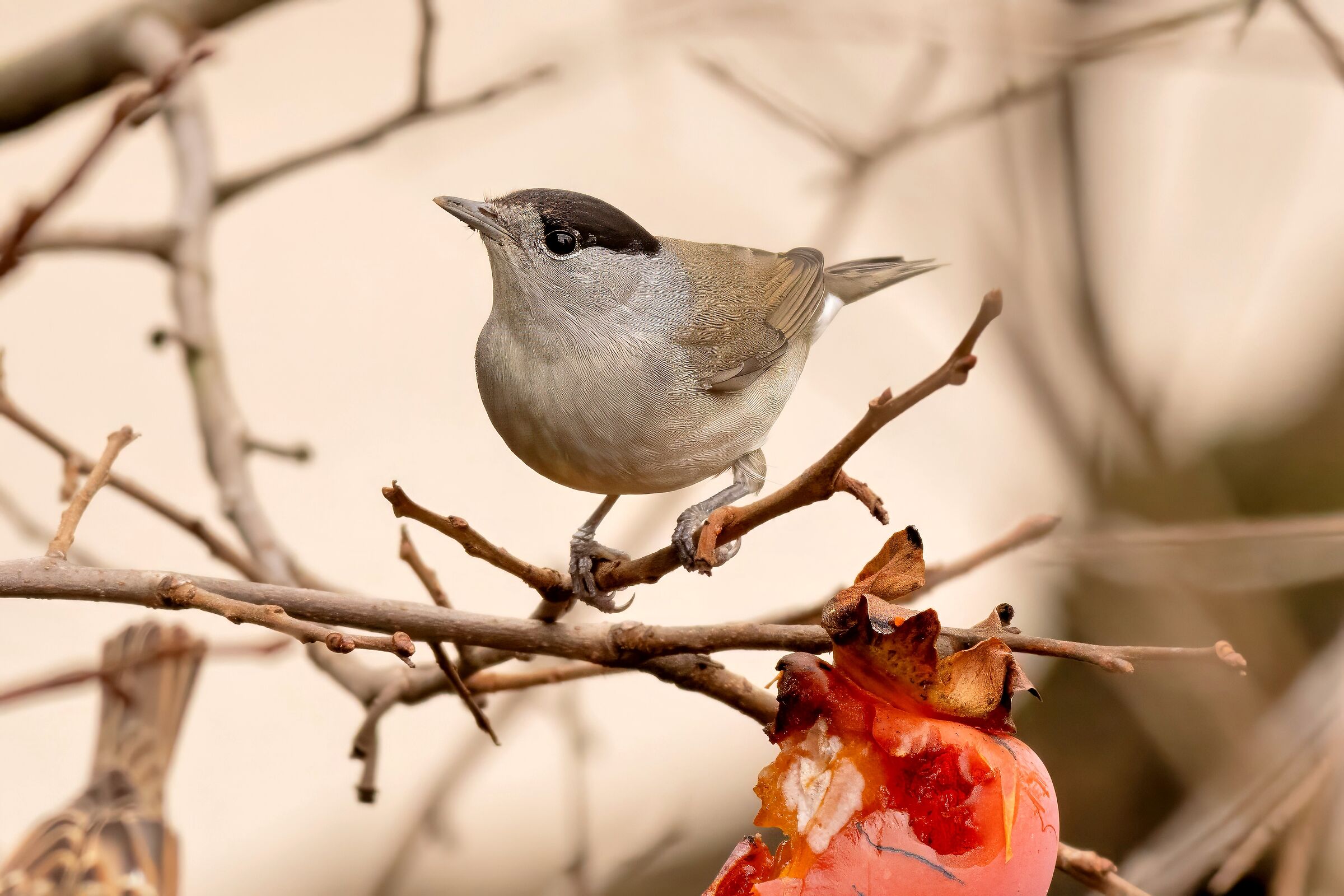 Blackcap (Sylvia atricapilla)