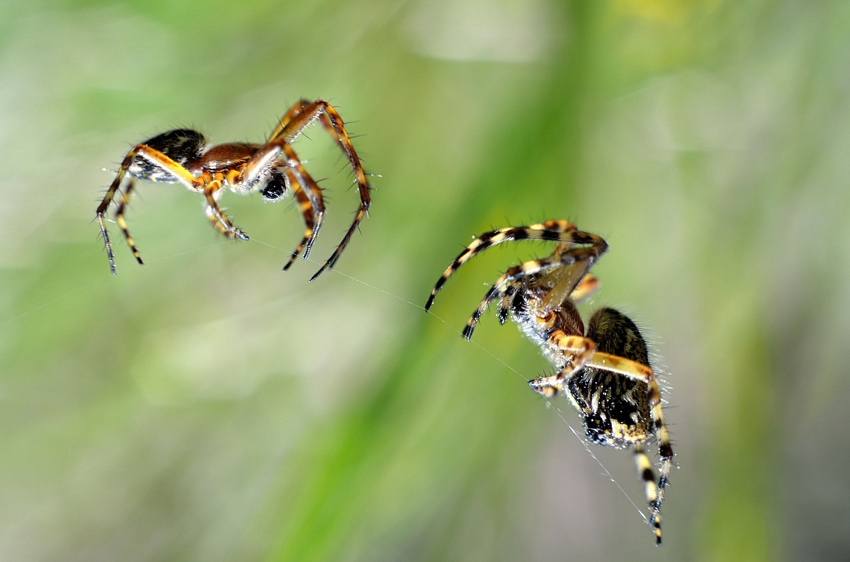 CHI HA LA precedenza ?