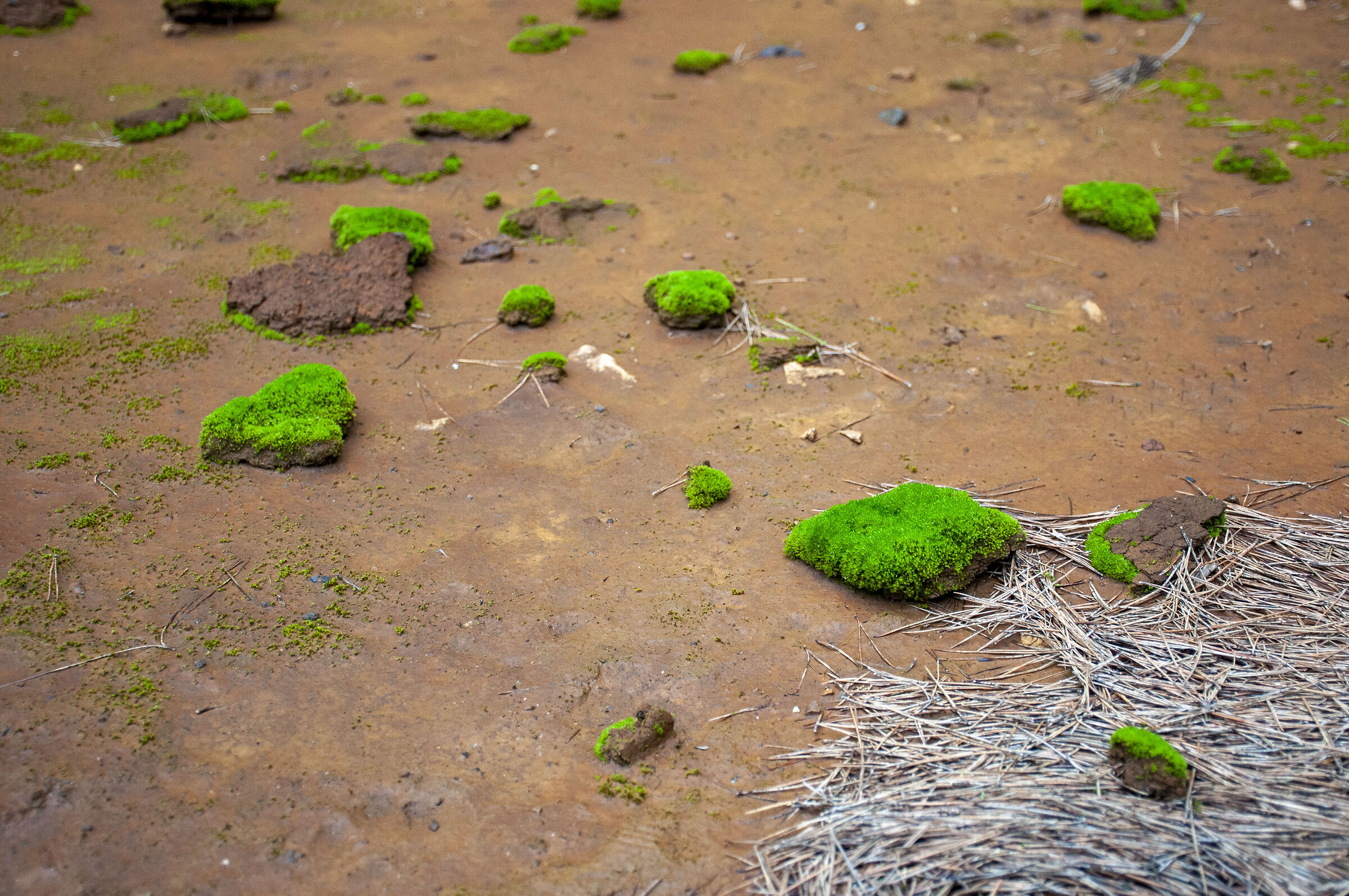 Moss rocks