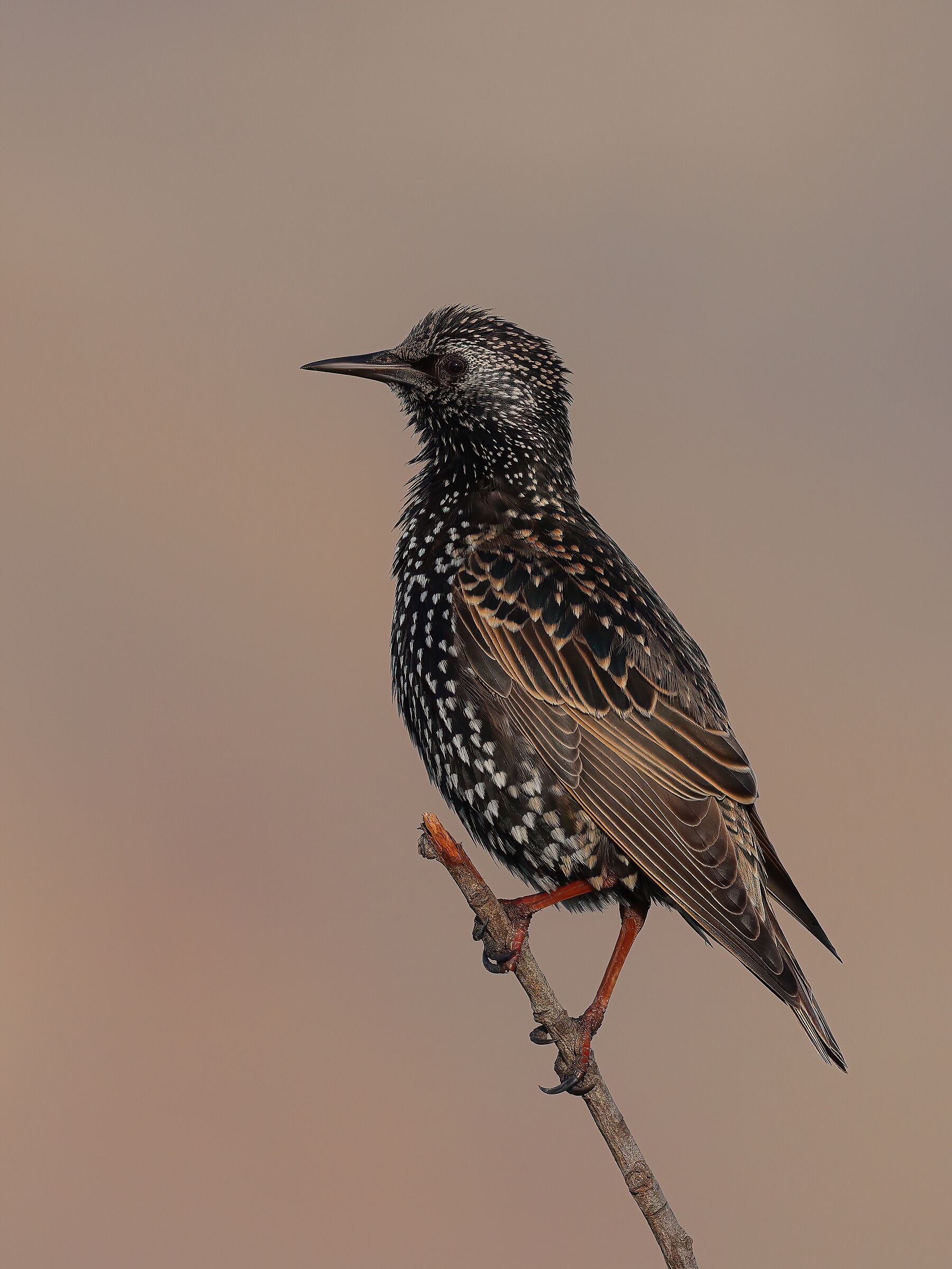 Sunrise in the swamp
