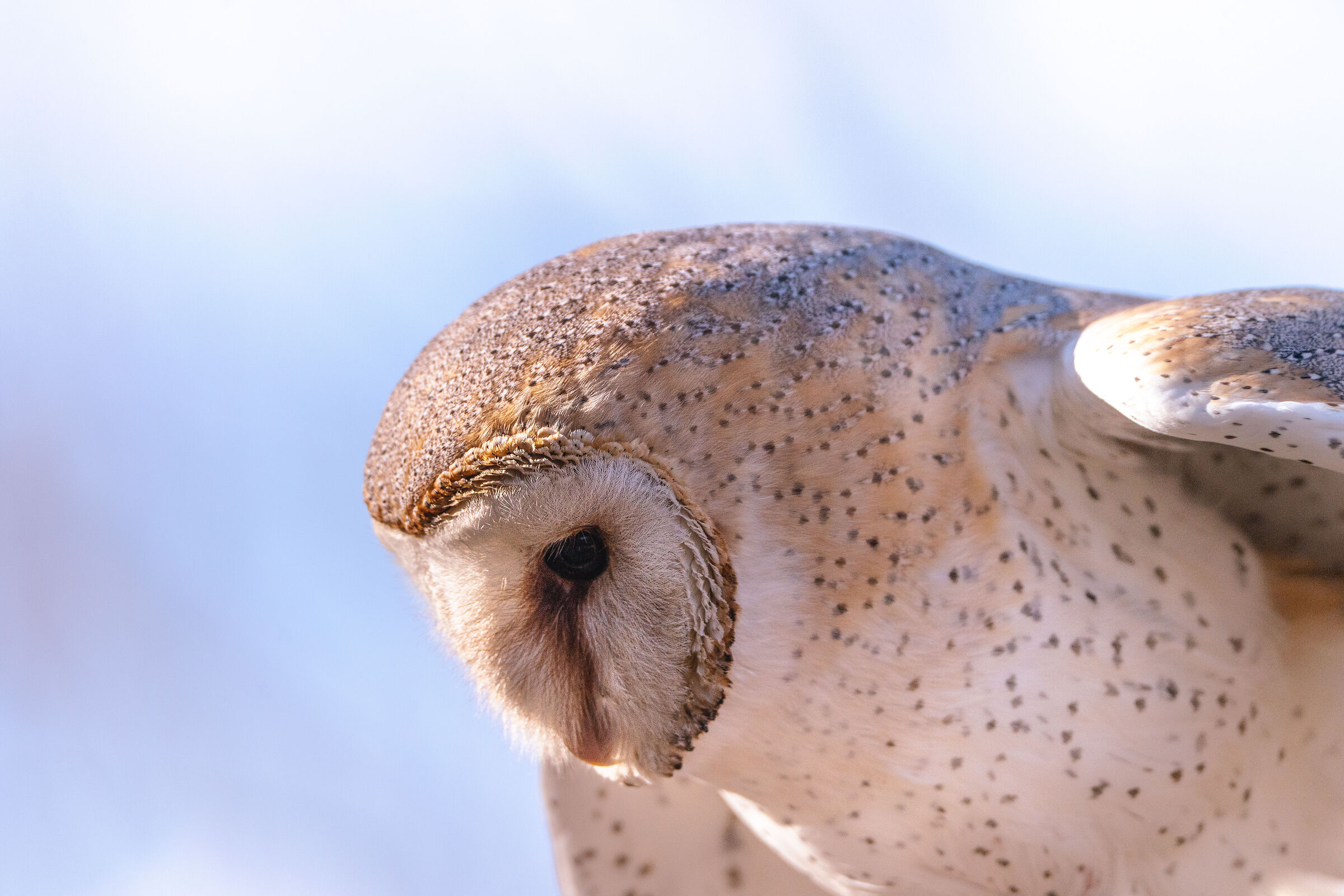 Barn Owl