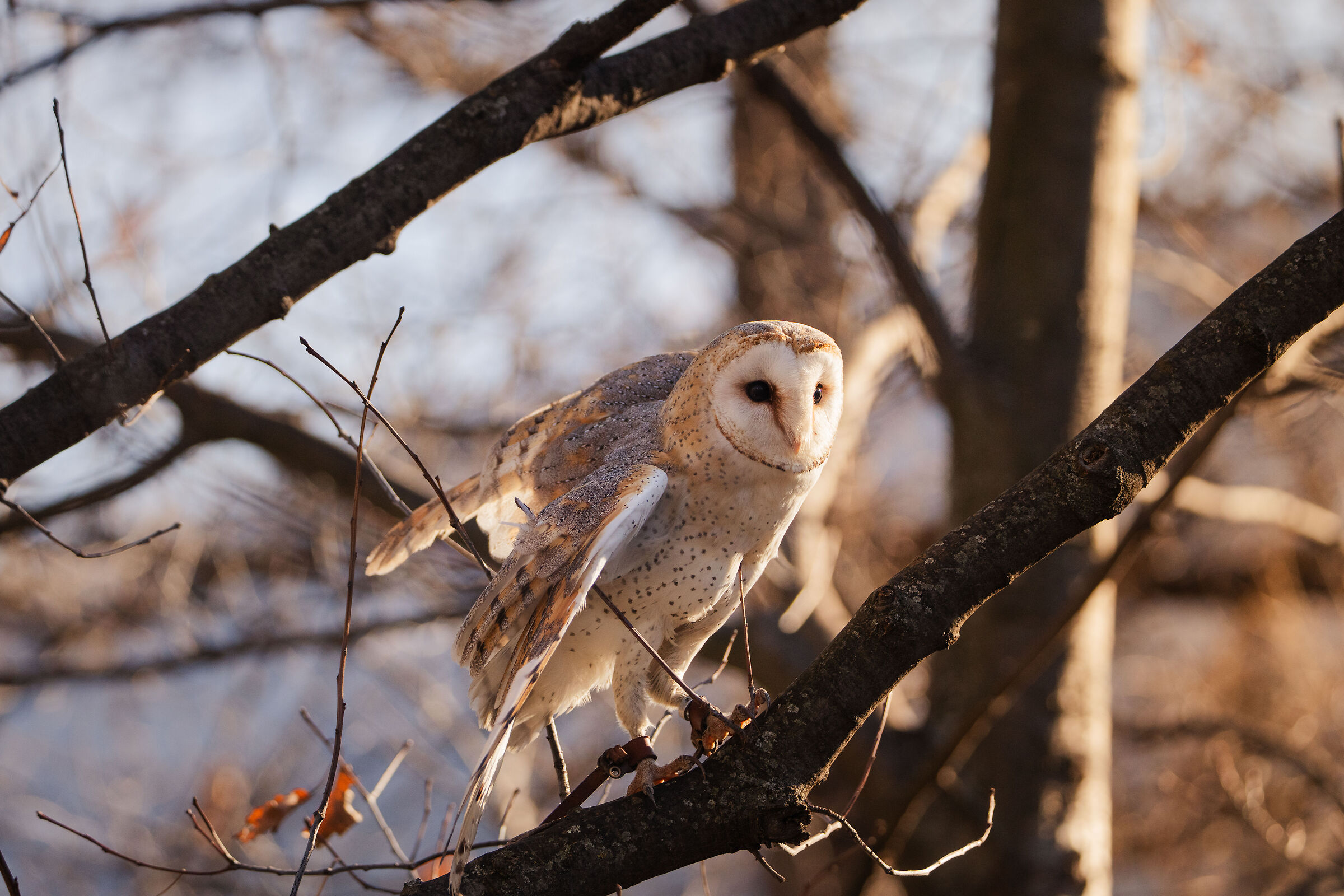 Barn Owl