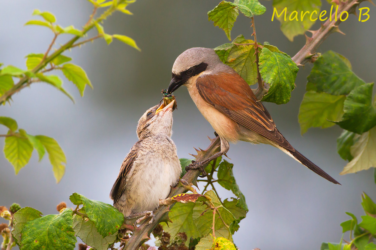 Averla Piccola con prole .