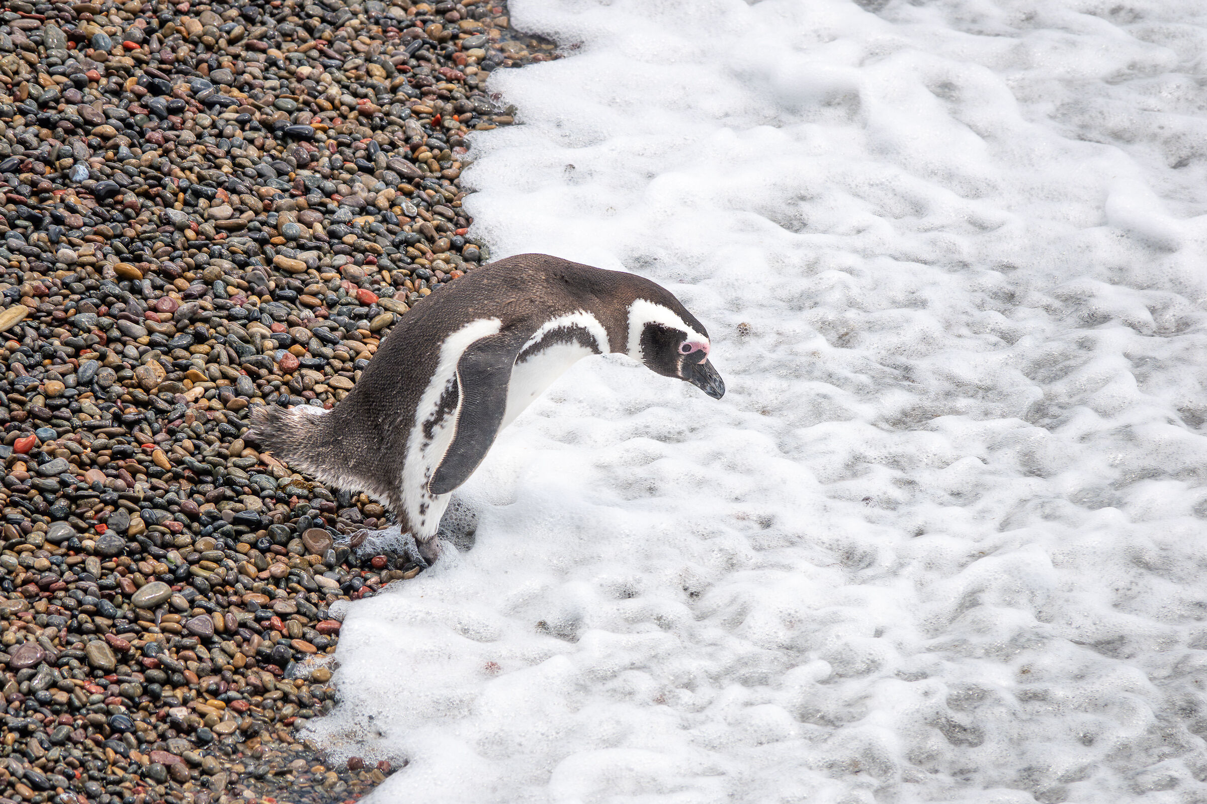 Pinguino di Magellano