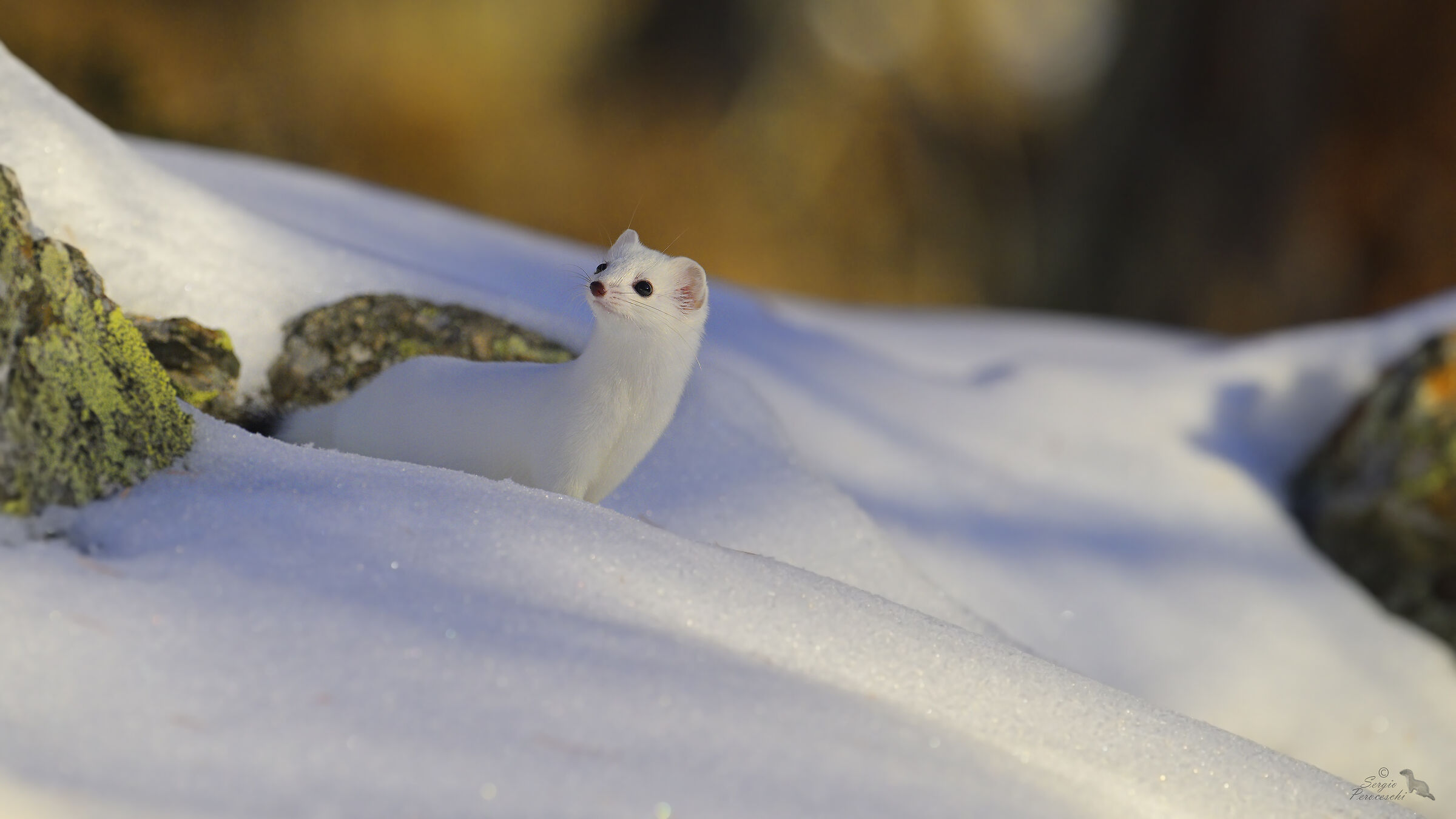 Happy Encounter with Ermine