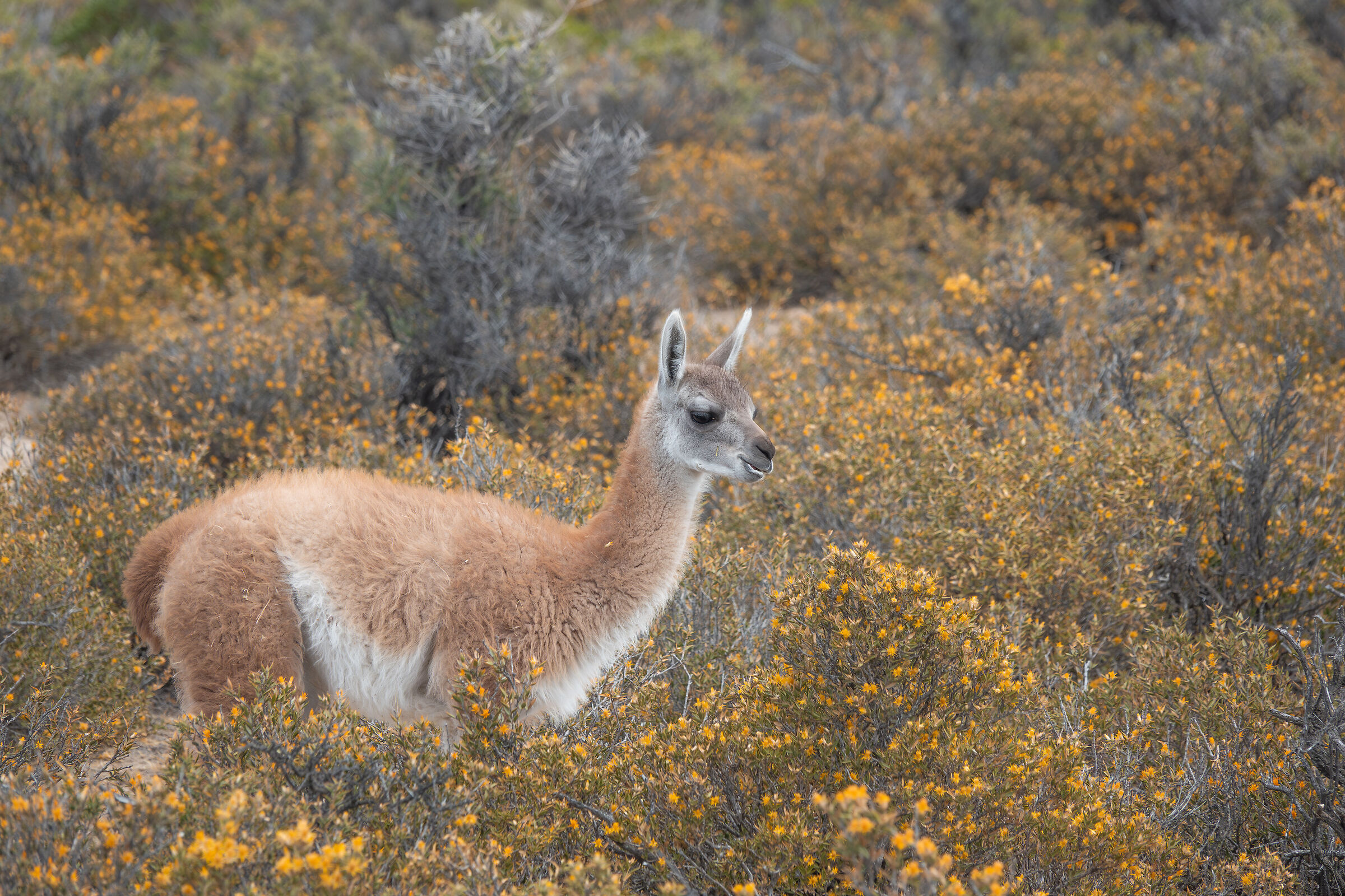 giovane guanaco