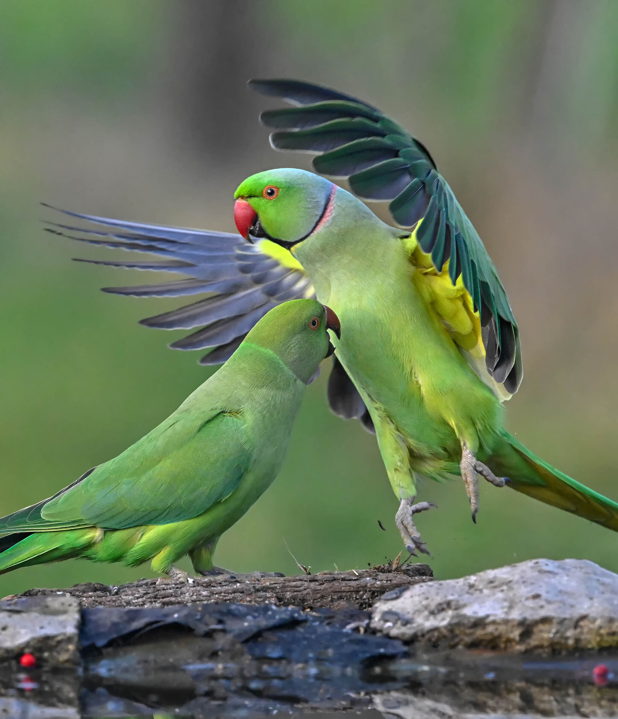 Parakeets