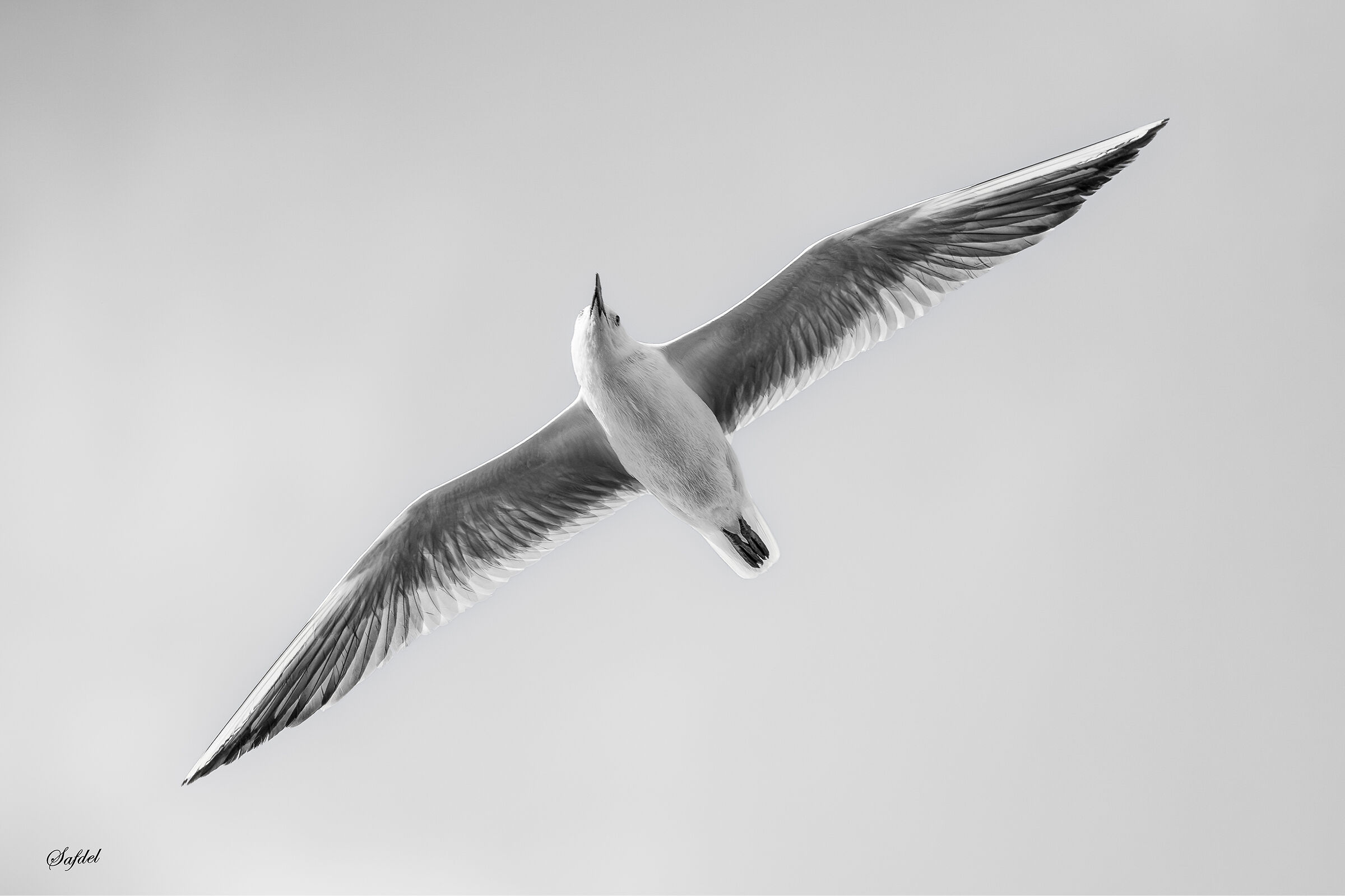 Slender-billed gull in B/W