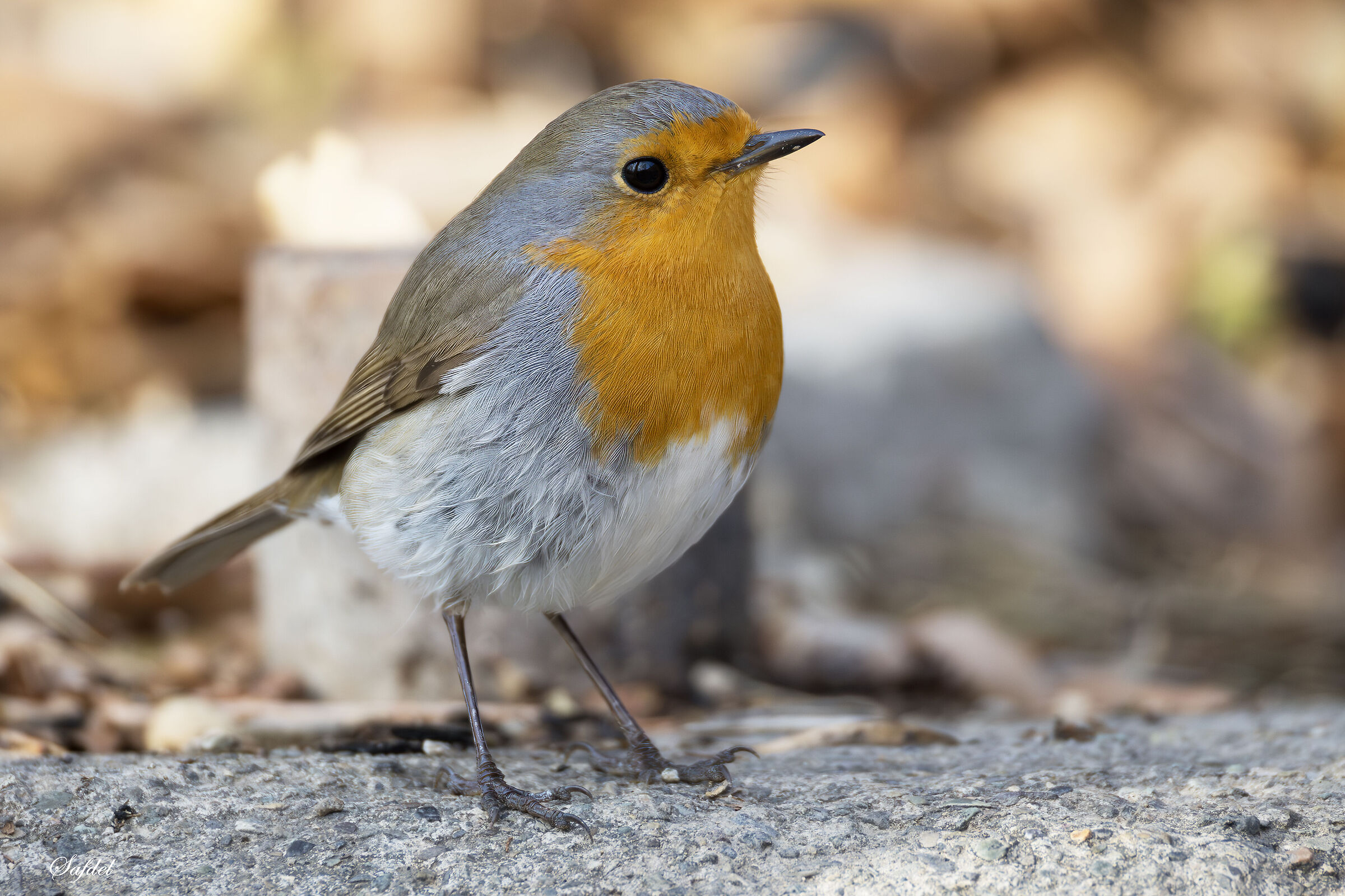 European Robin