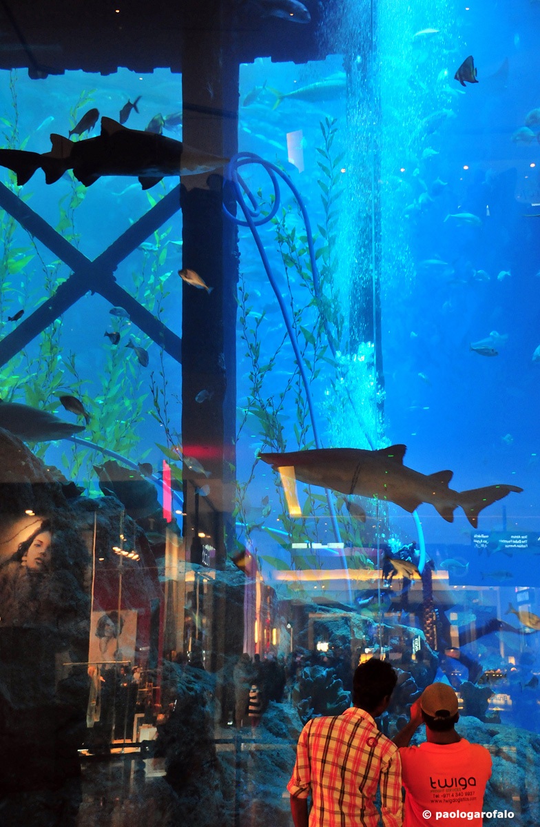 Dubai Mall - Aquarium