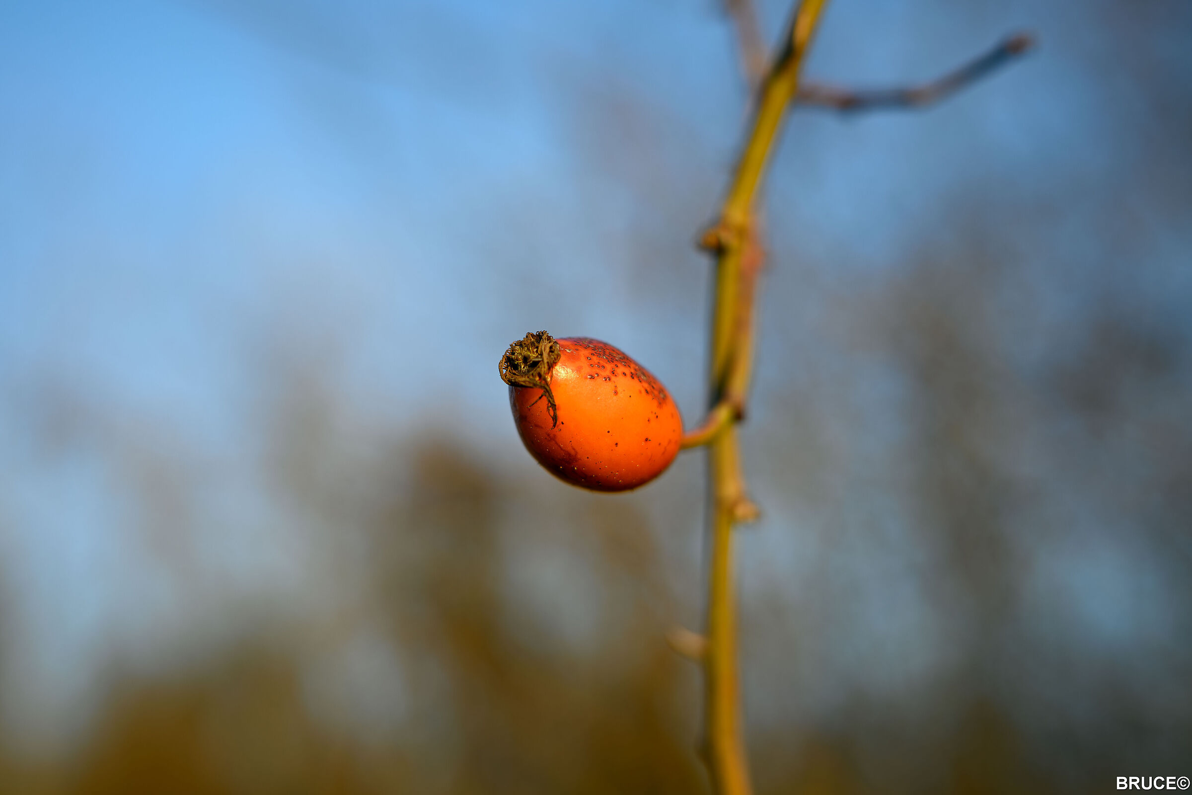 First releases with the 24 1.7 DX