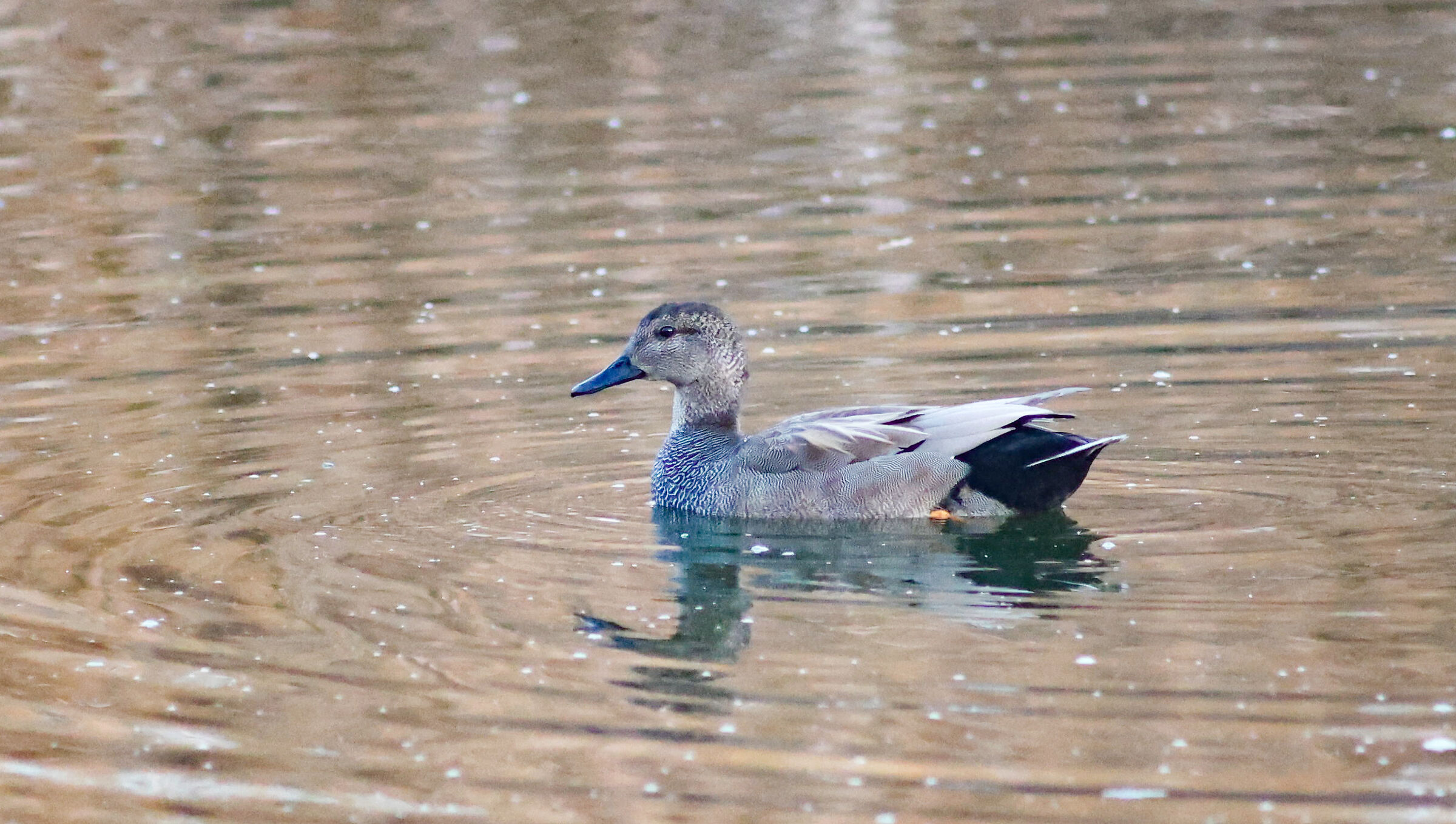 Gadwall