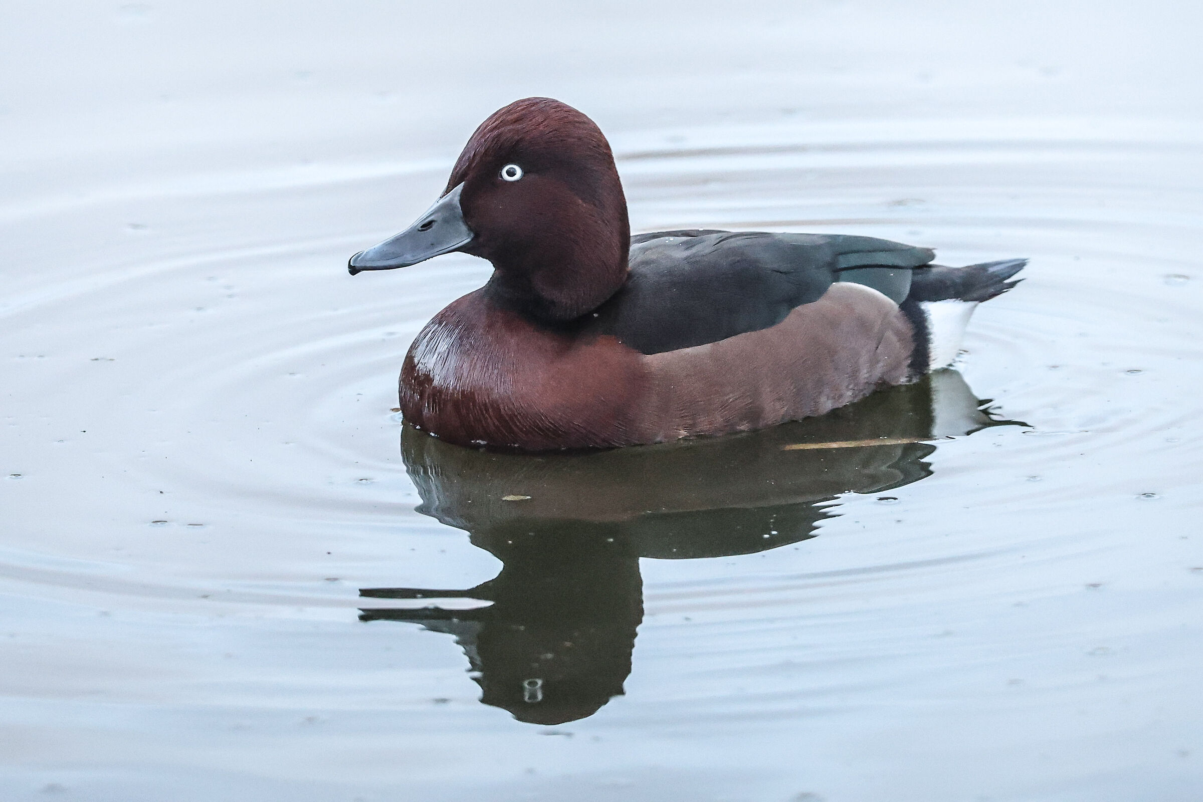 Ferruginous duck