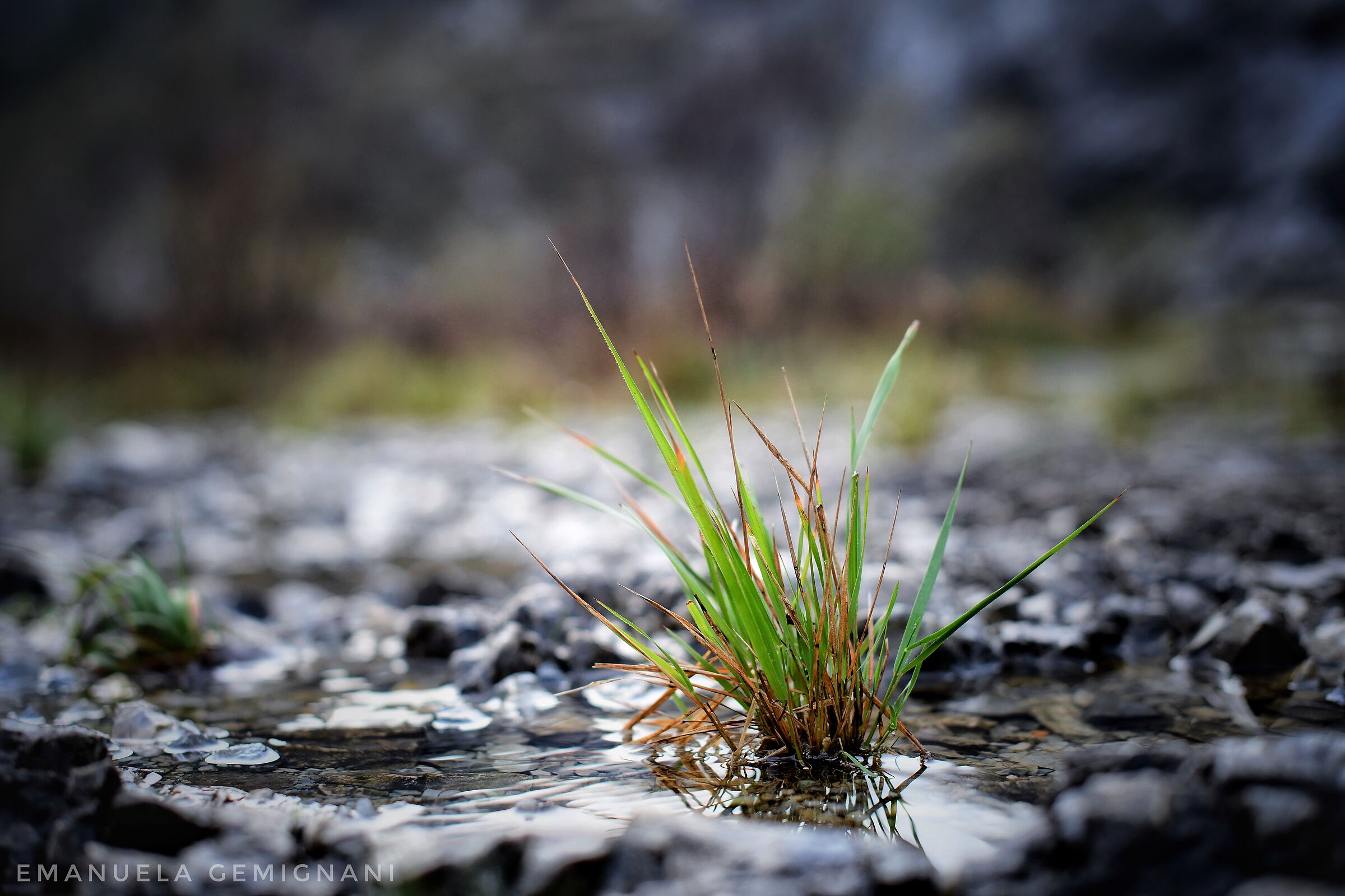 Tuft of grass in the pool