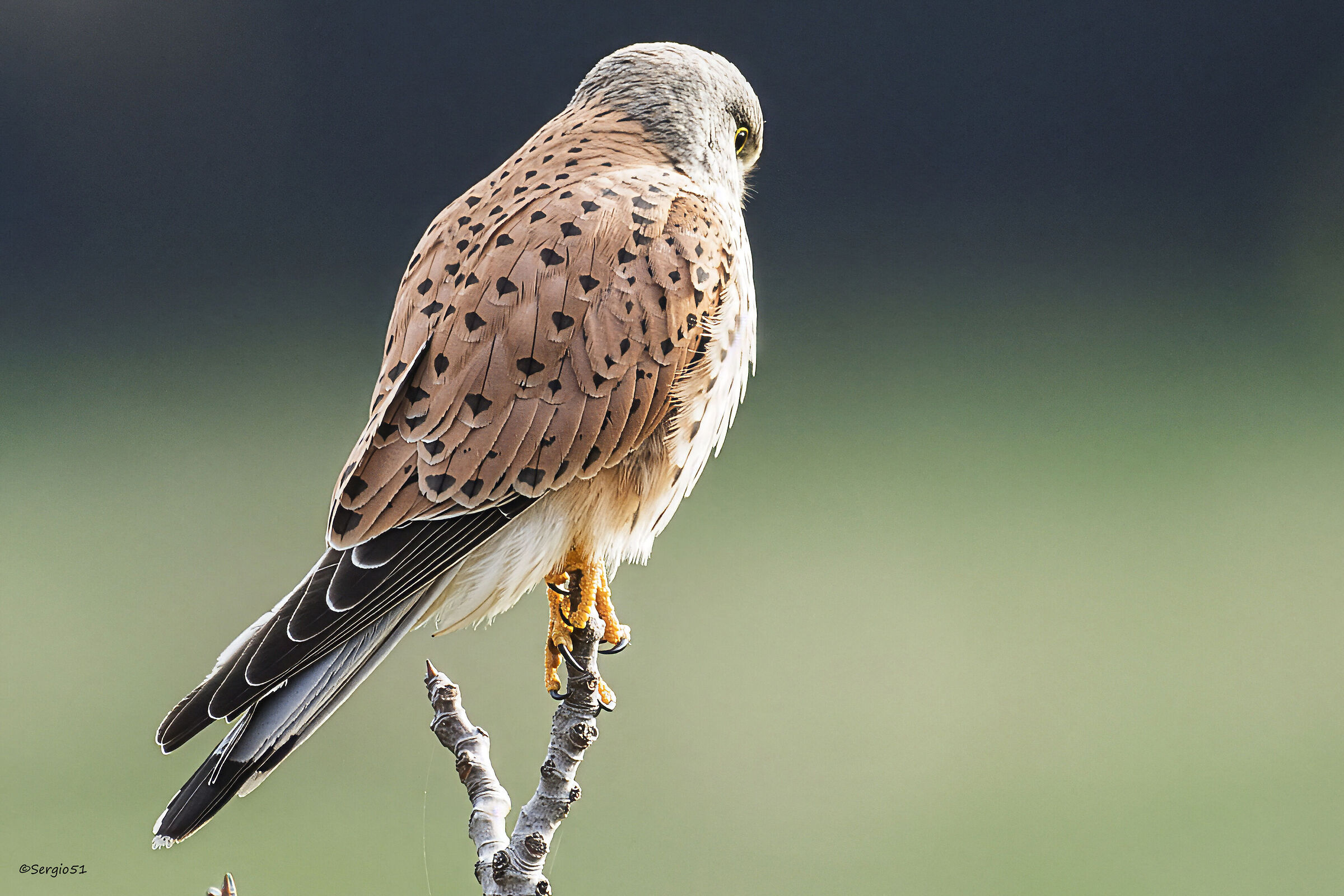Kestrel