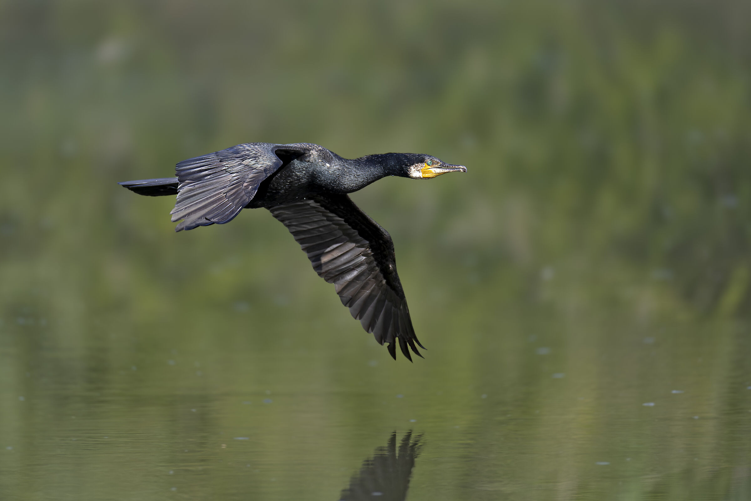 Cormorano