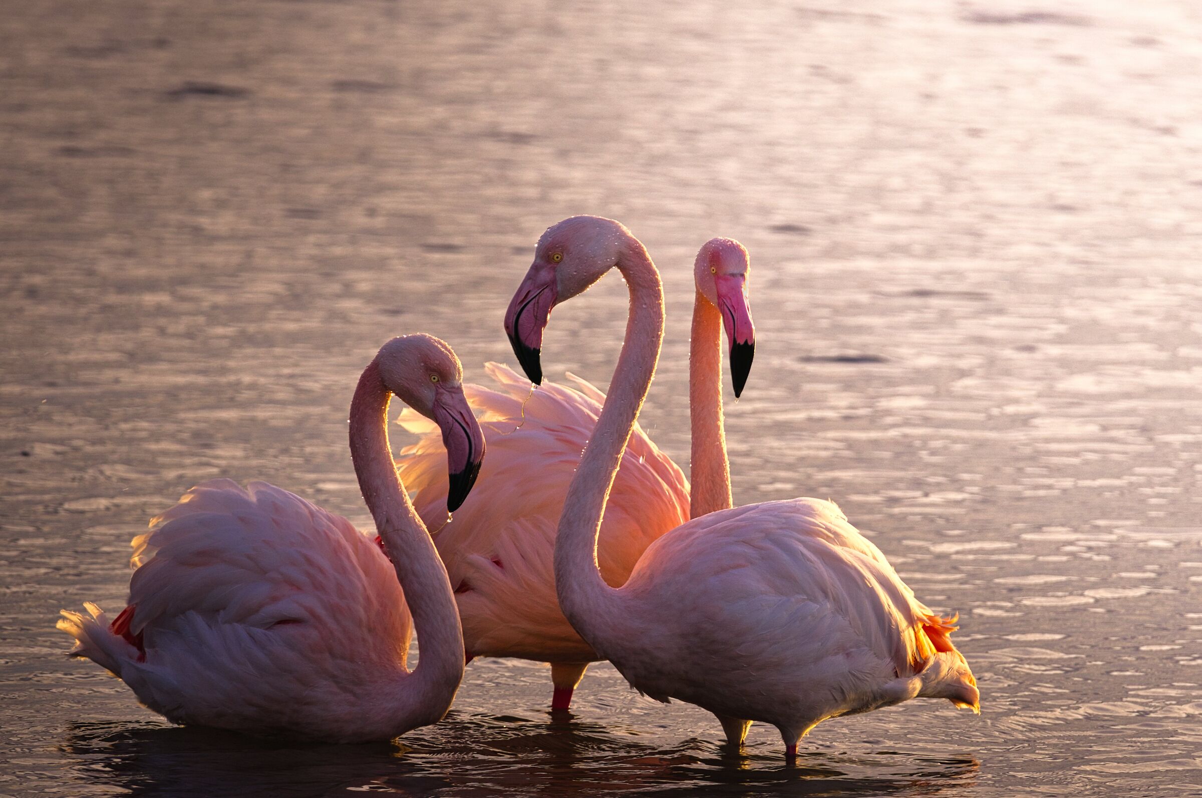 Fenicotteri al tramonto