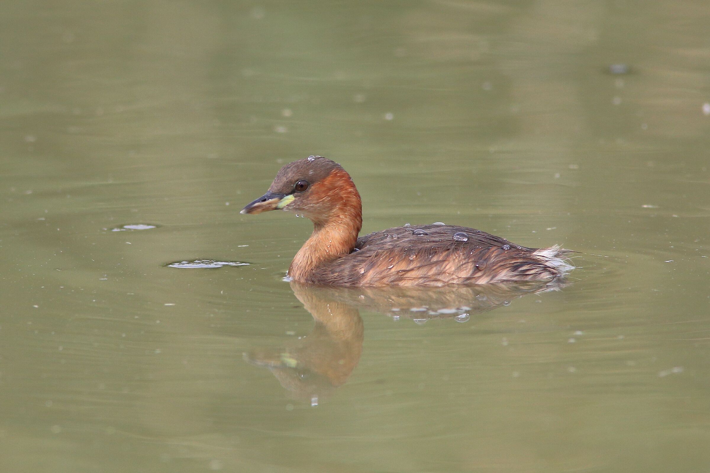 Little Grebe
