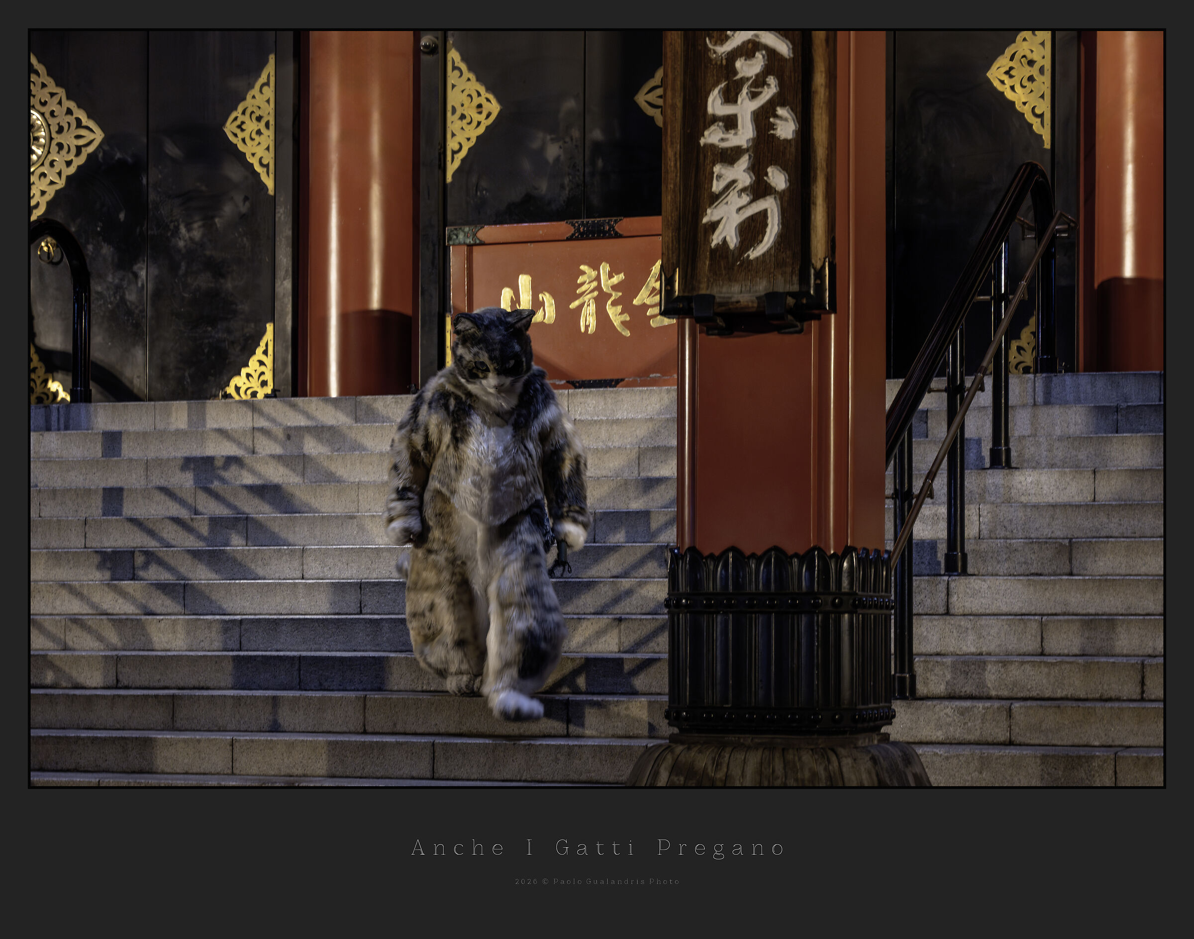 Anche I Gatti Pregano