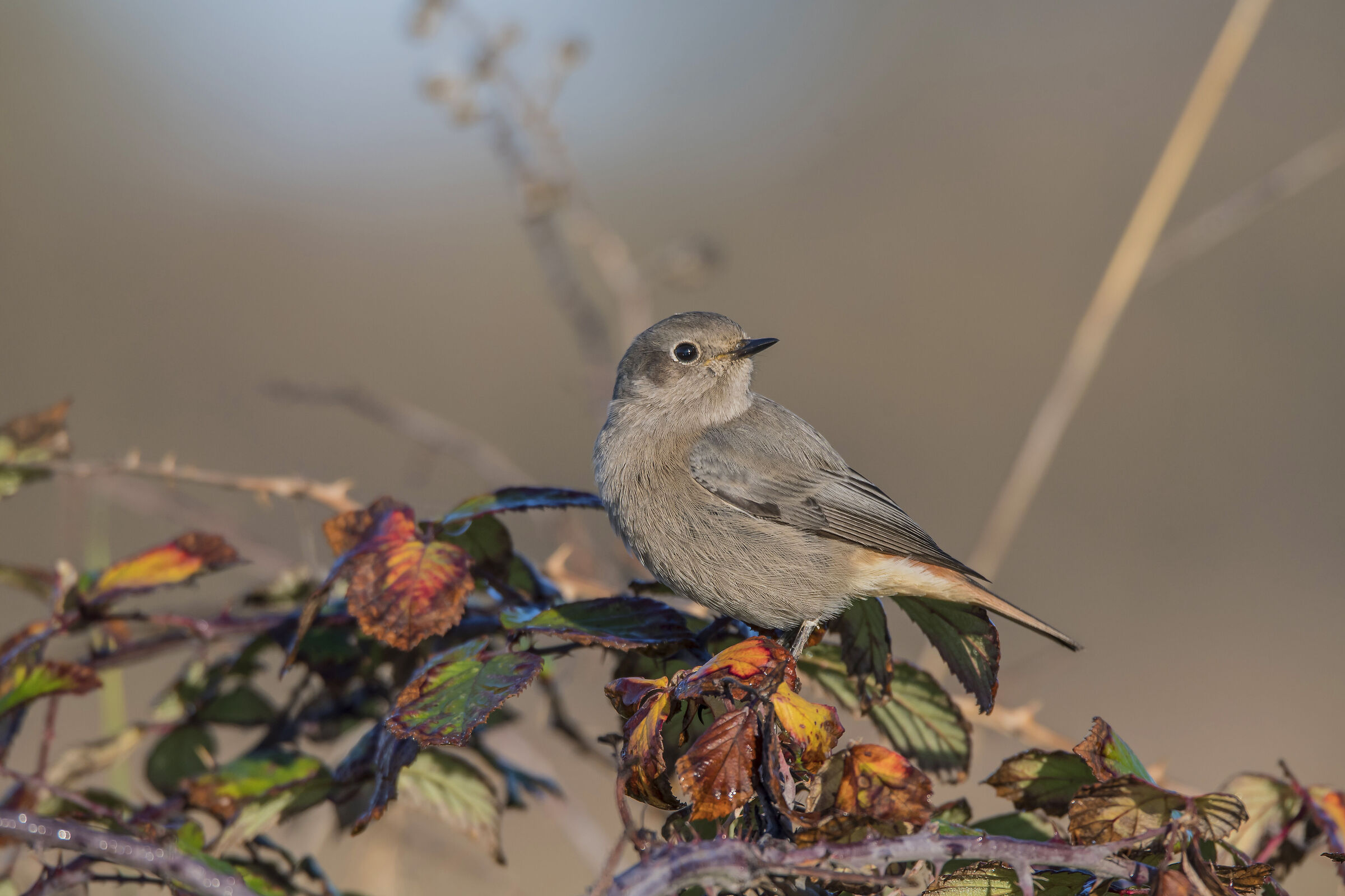 Chimney sweep redstart F.
