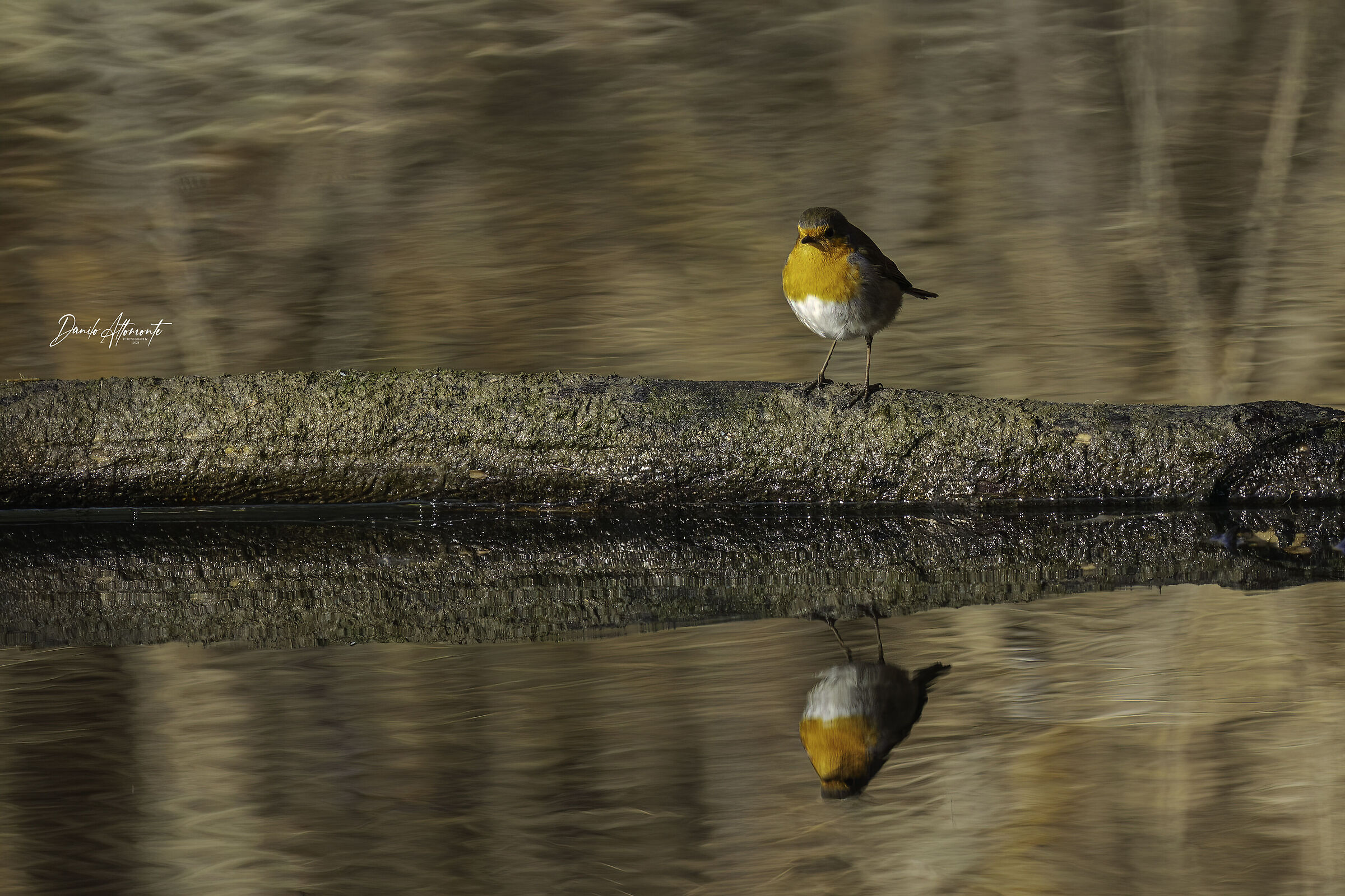 Robin