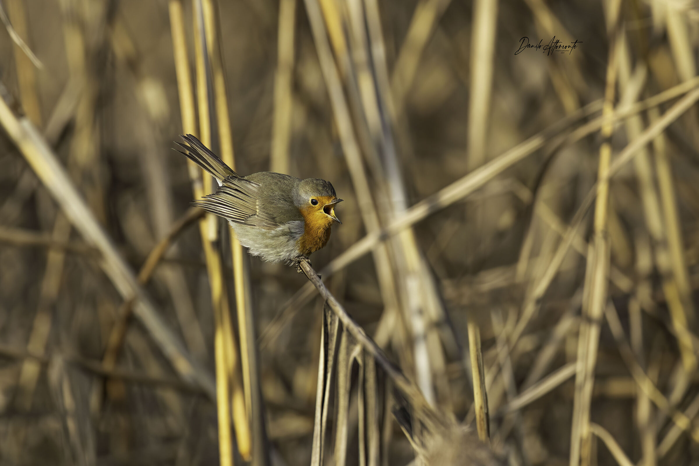 Robin