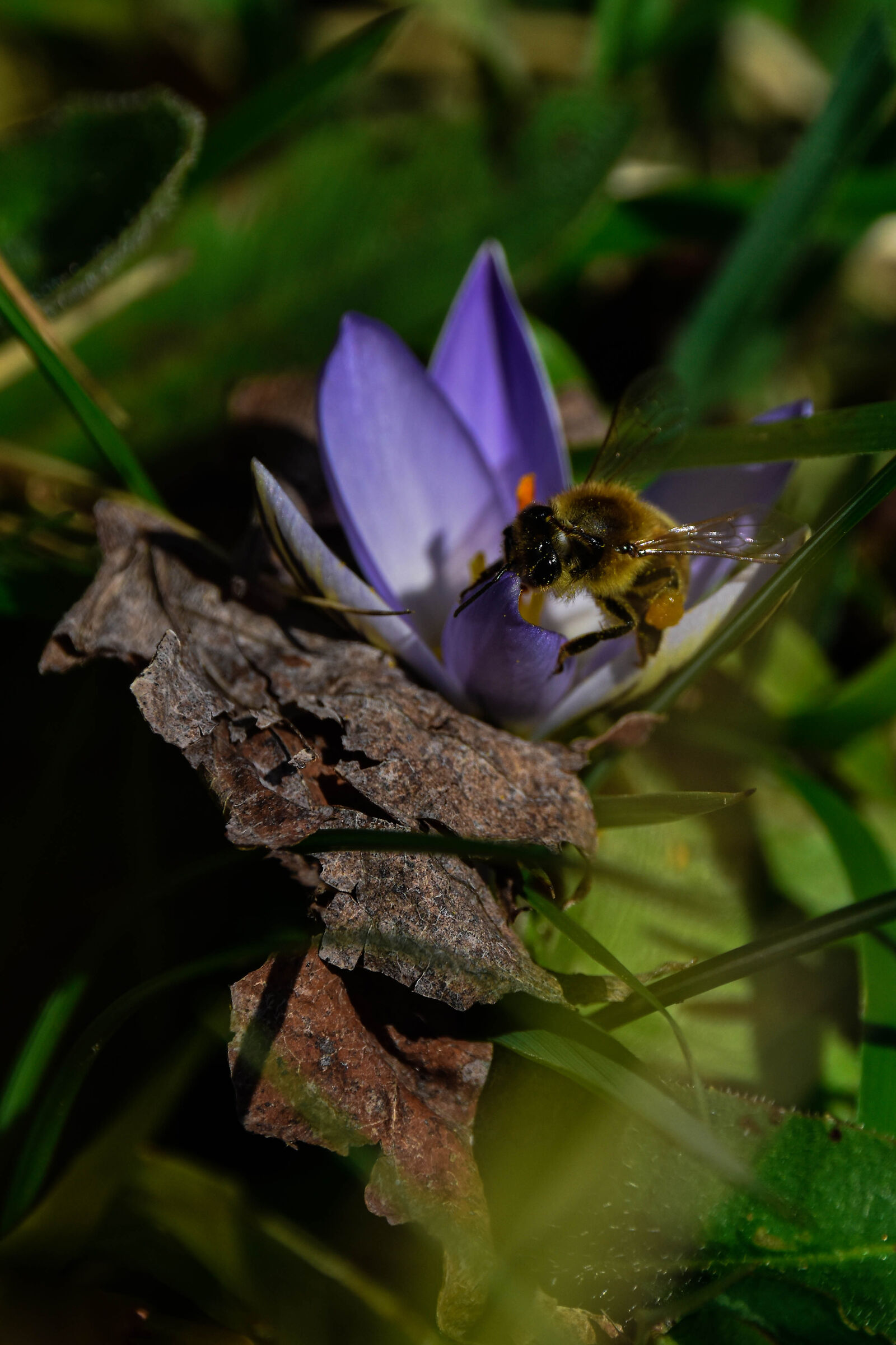 Ape dentro fiore di Croco