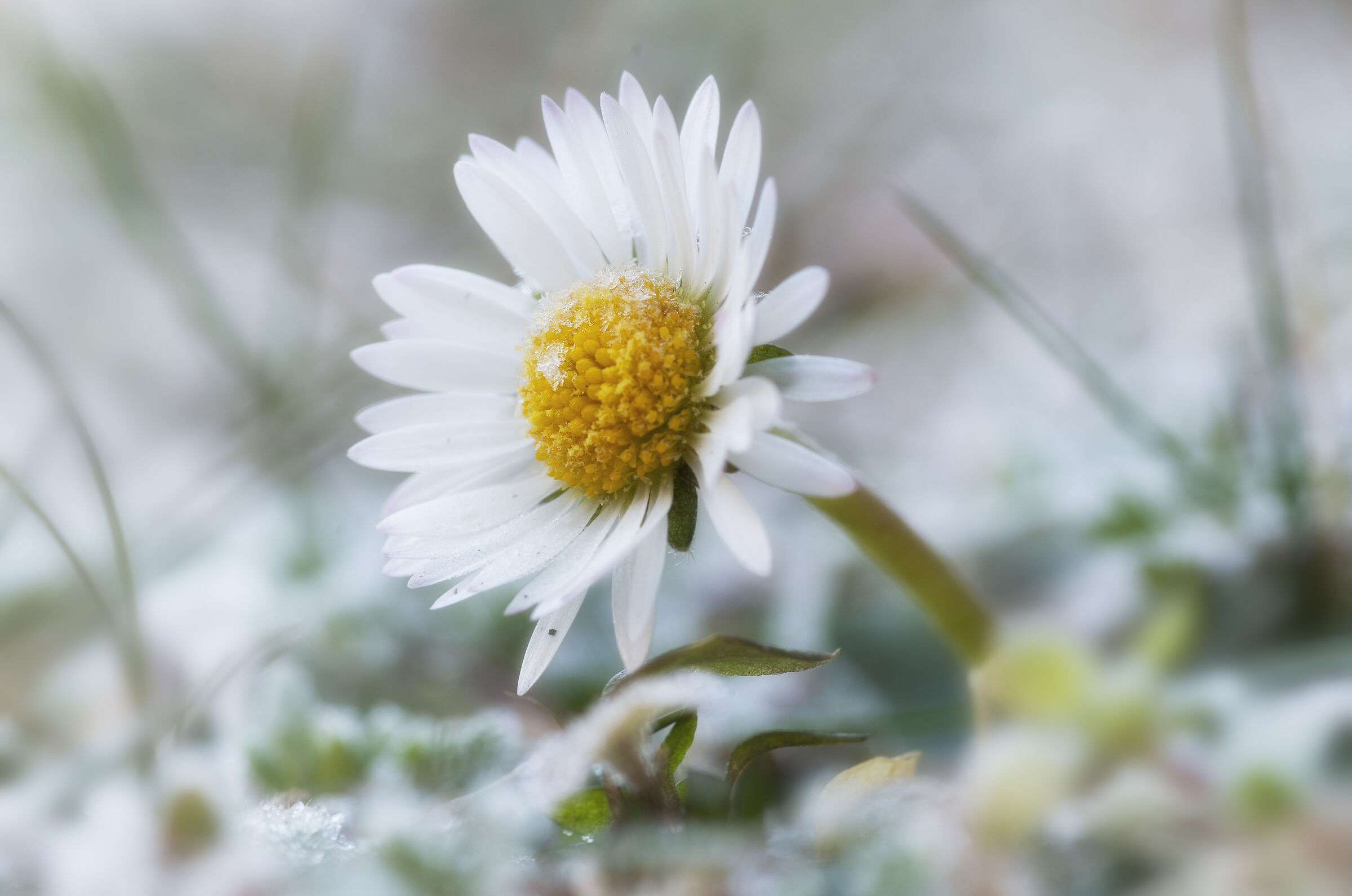 La margherita che sfidò l'inverno