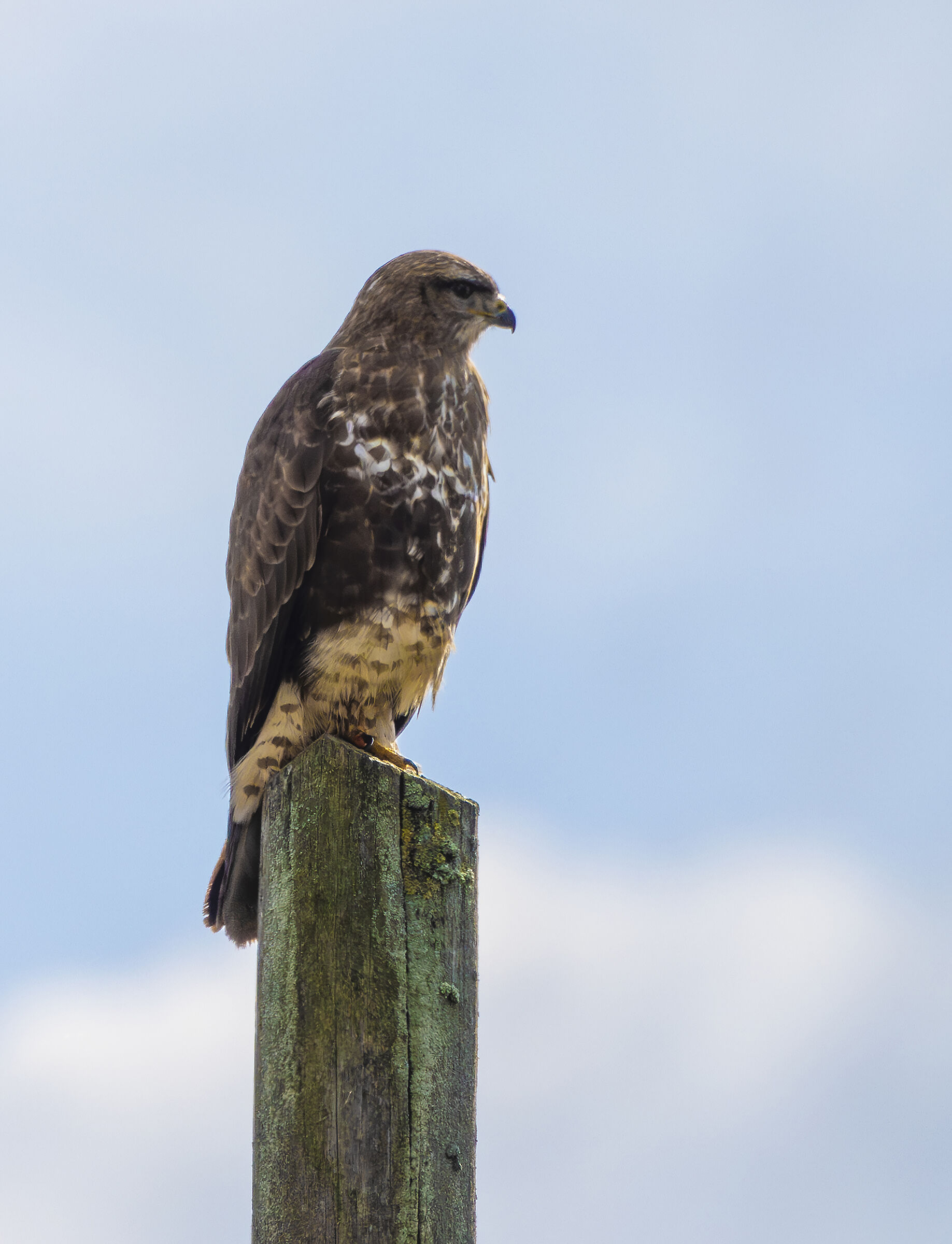 majestic buzzard