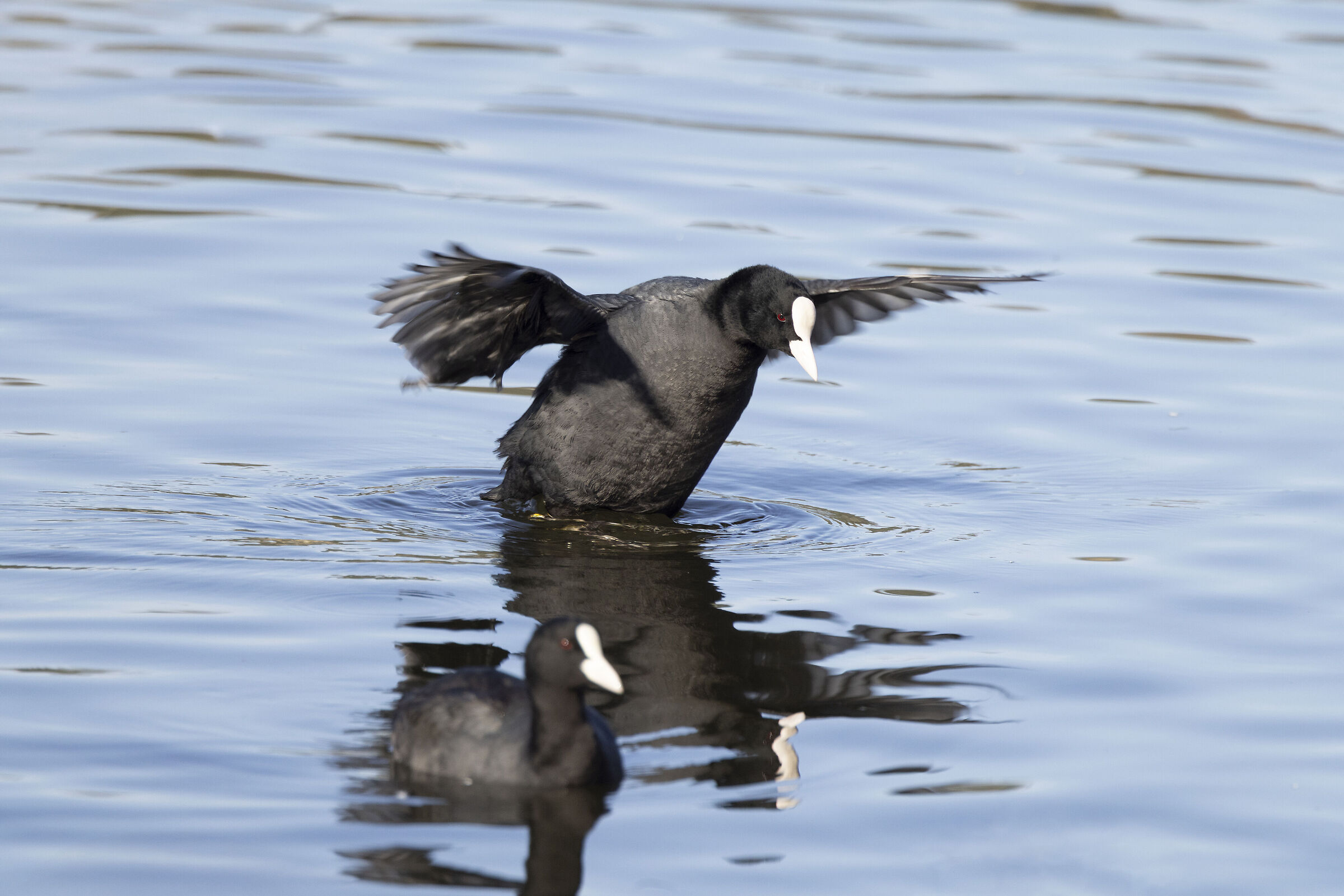 folaga lago averno copia