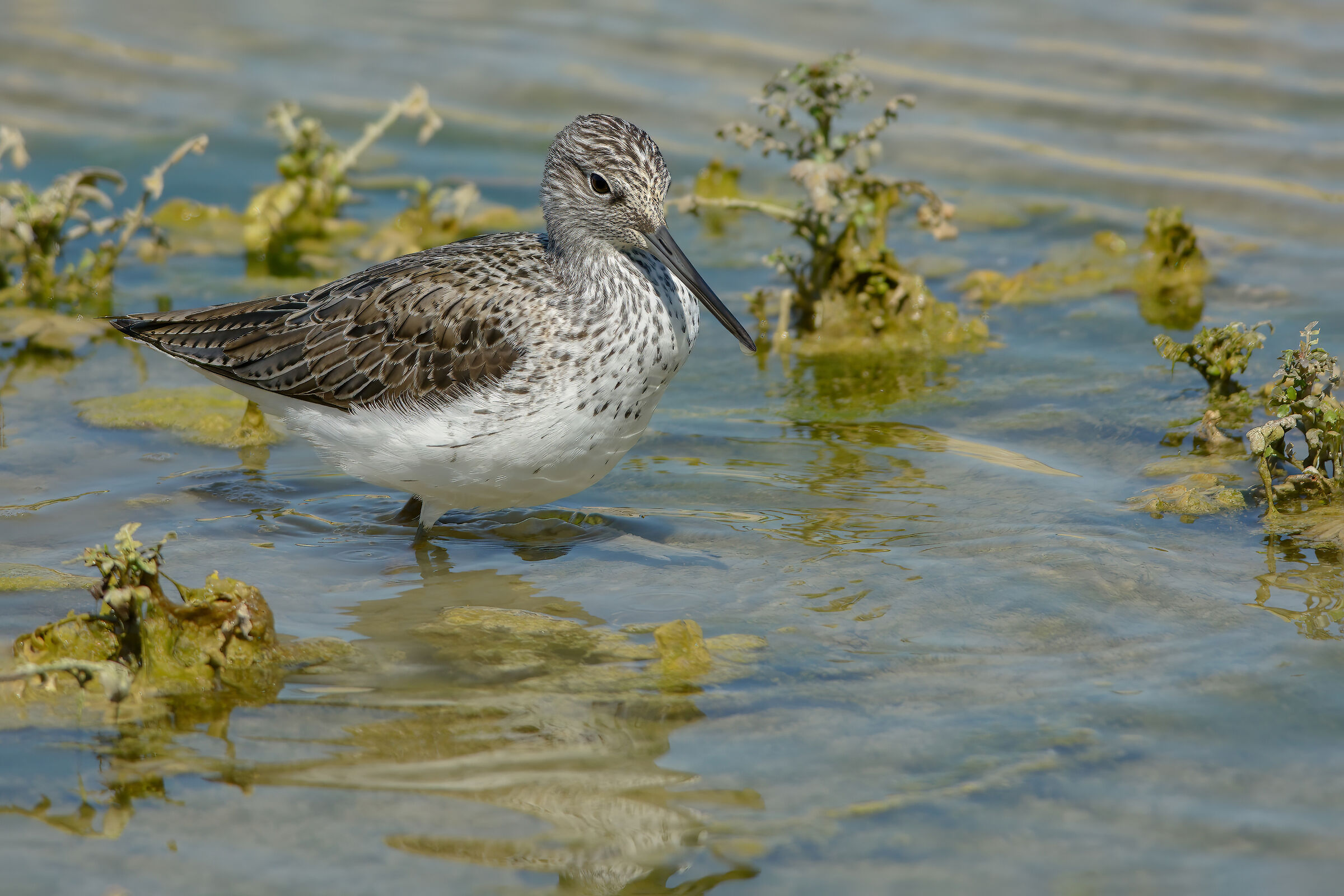 Pantana (Tringa nebularia)