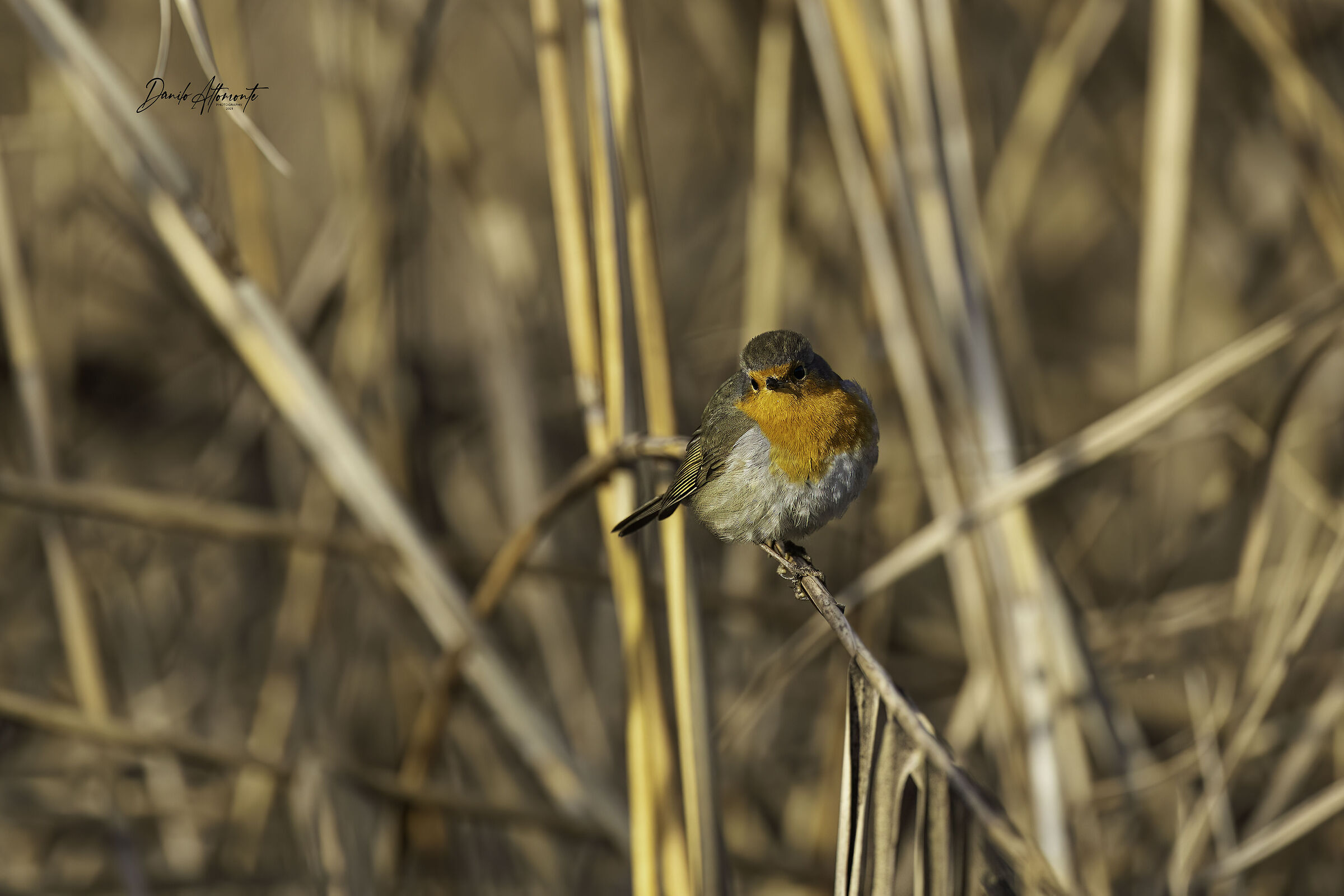 Robin
