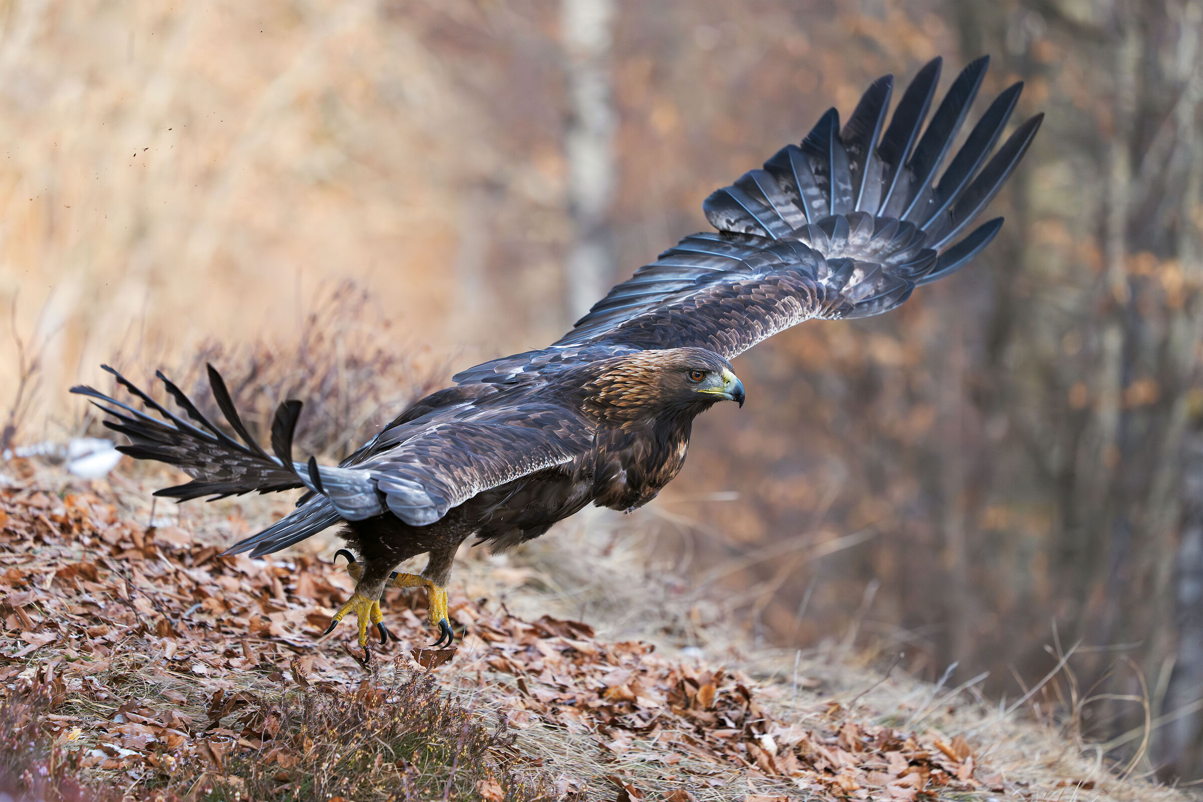 Golden eagle