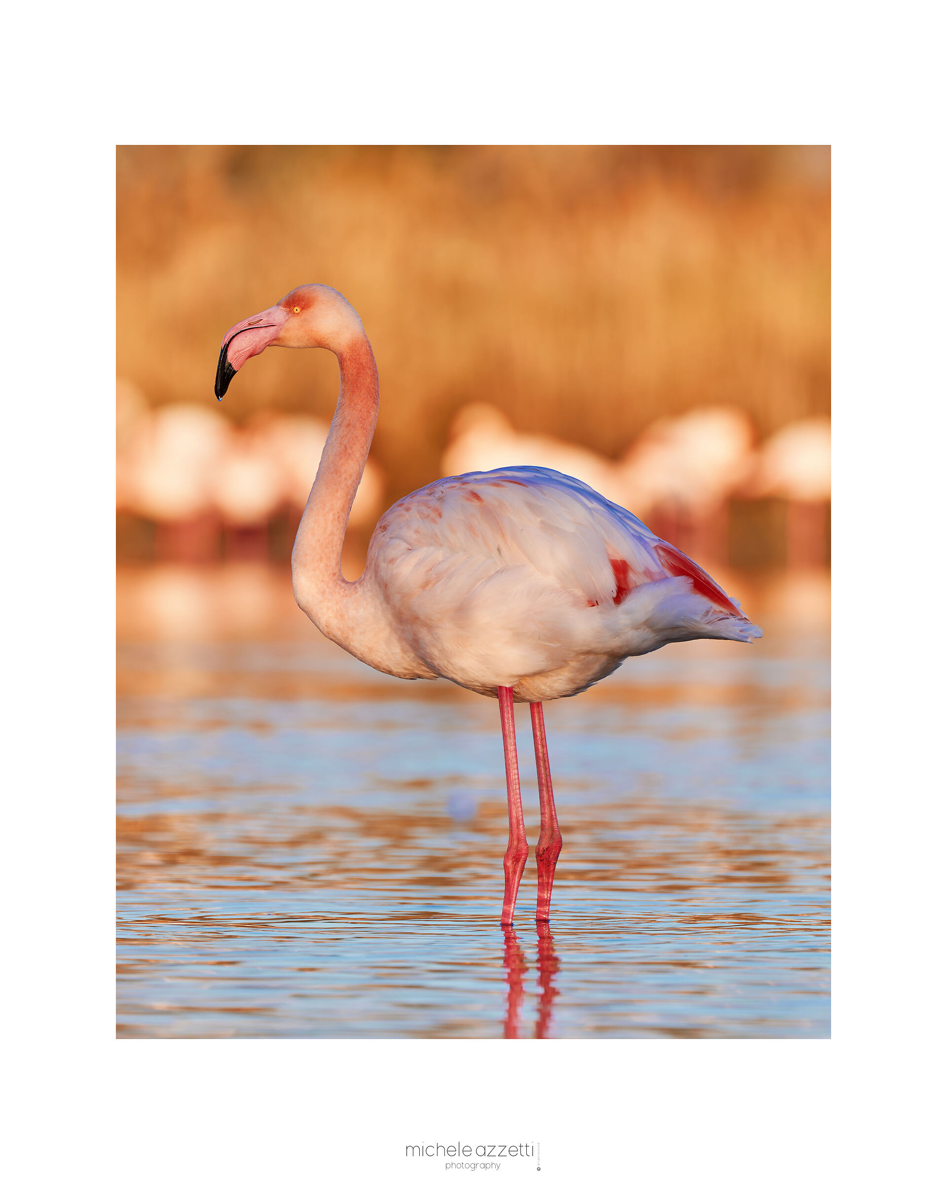 Camargue
