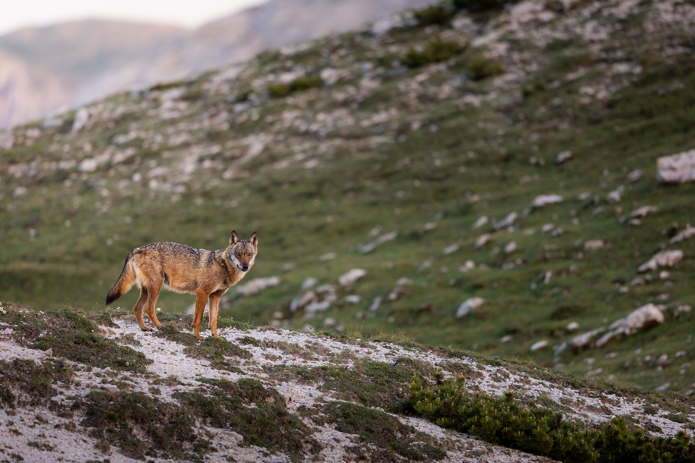 Lupo appenninico in quota
