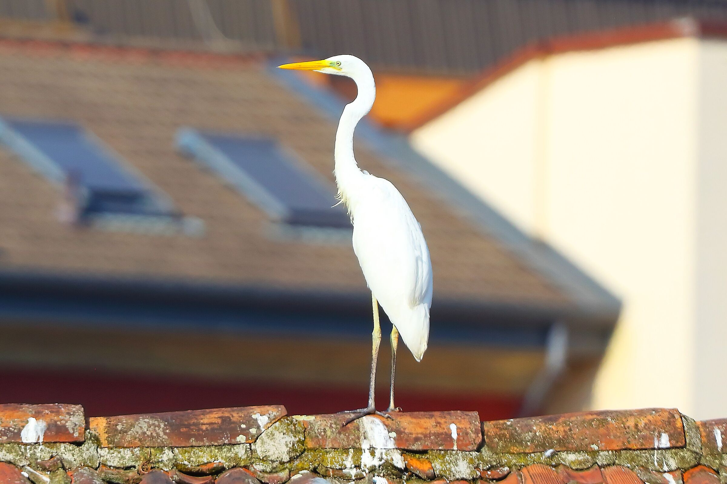 ABM 13 agosto 2025 - 0093