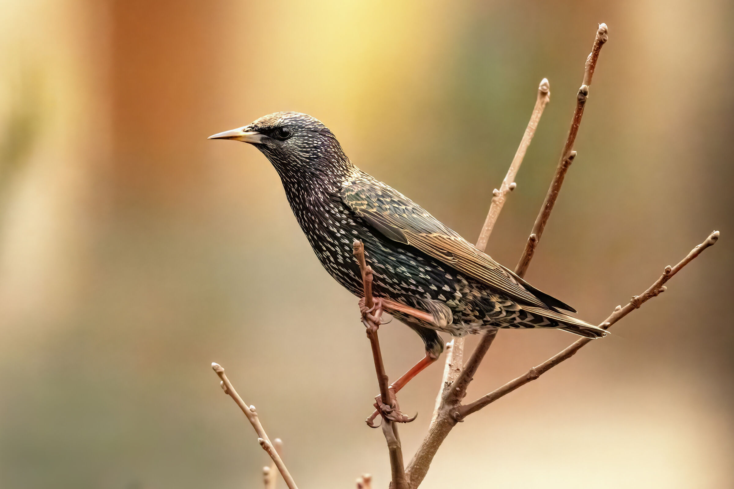 Common starling (Sturnus vulgaris)