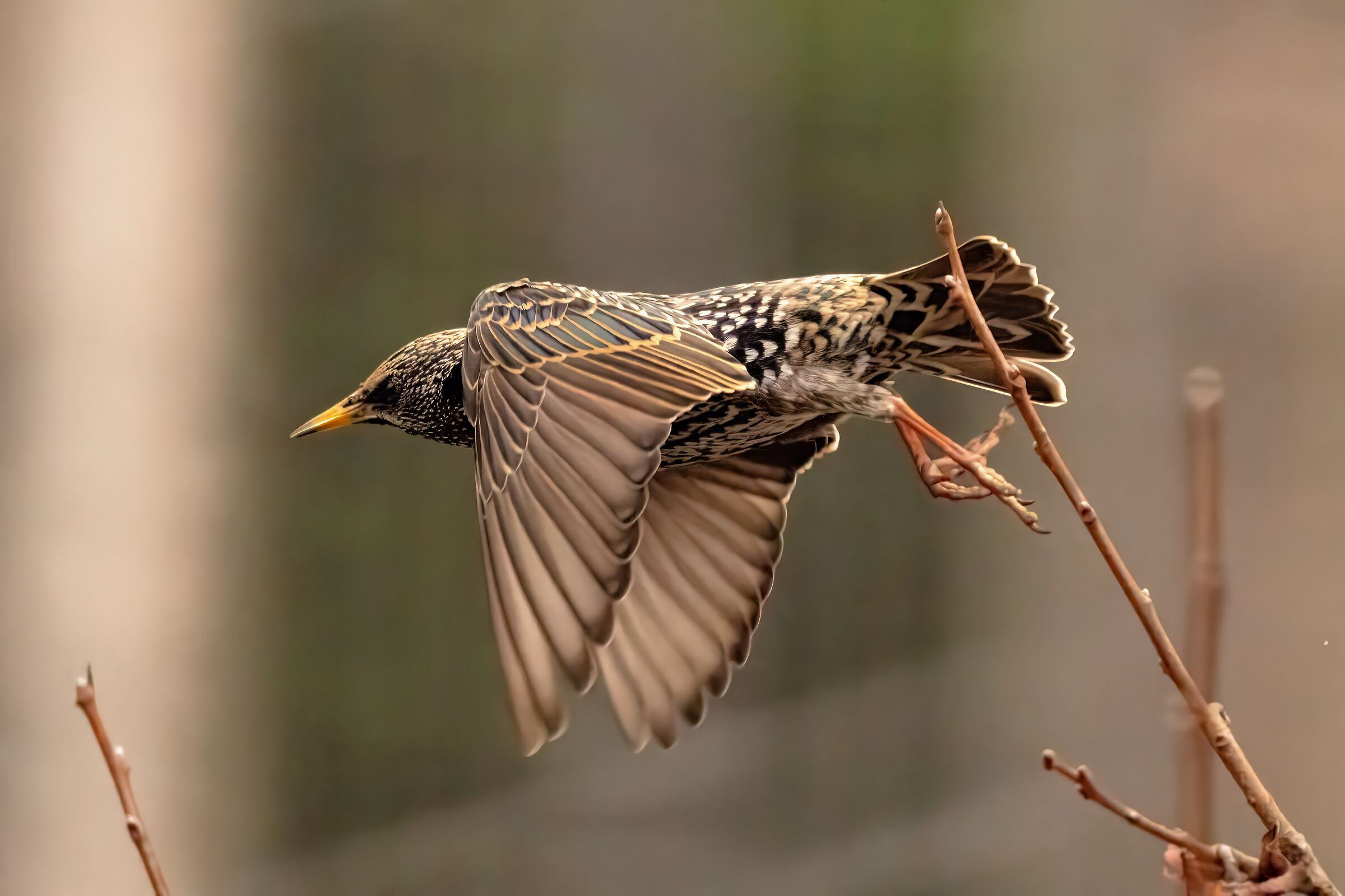 Common starling (Sturnus vulgaris)