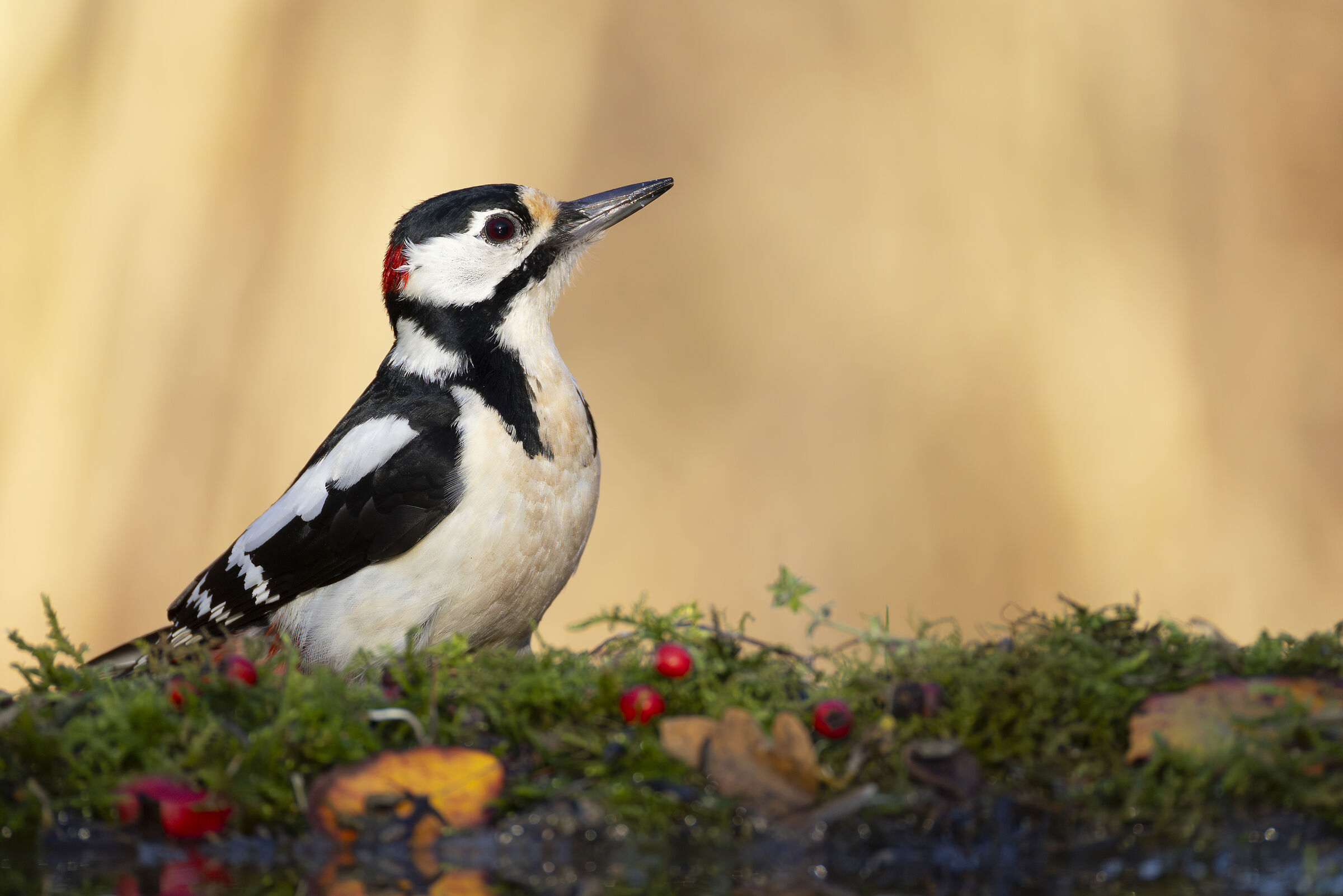 Great Spotted Woodpecker