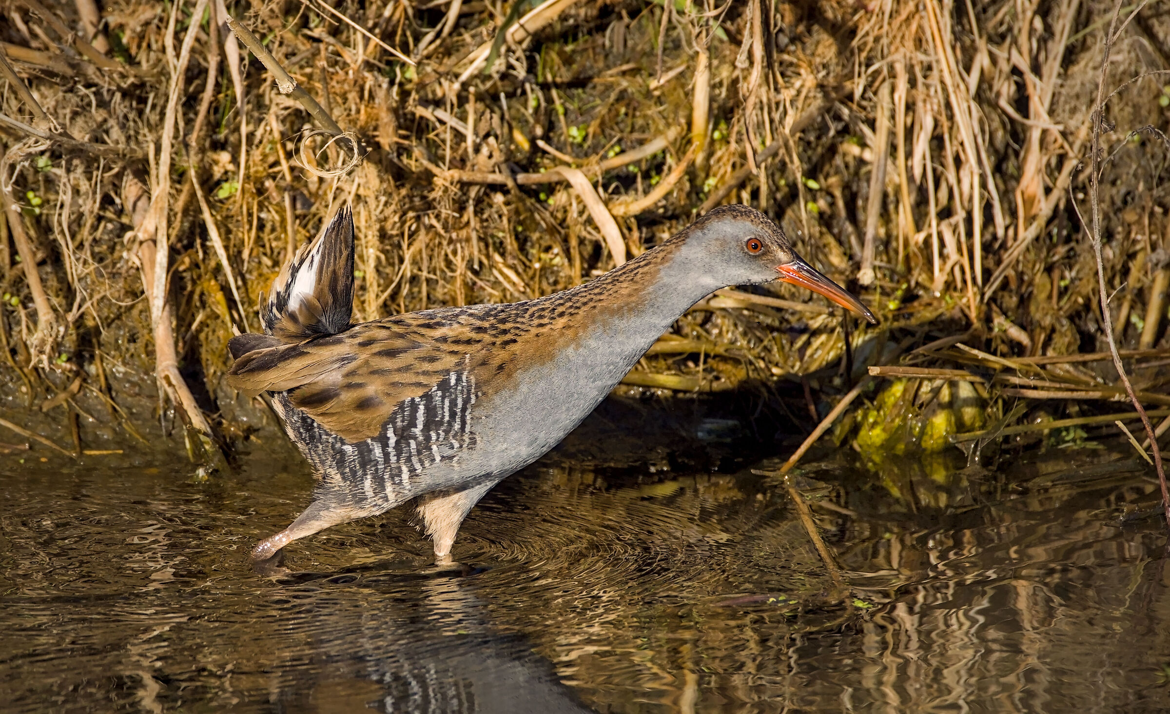 Water rail