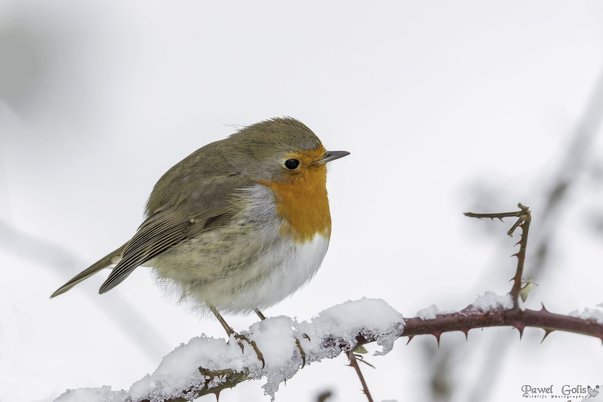 European robin (Erithacus rubecula)
