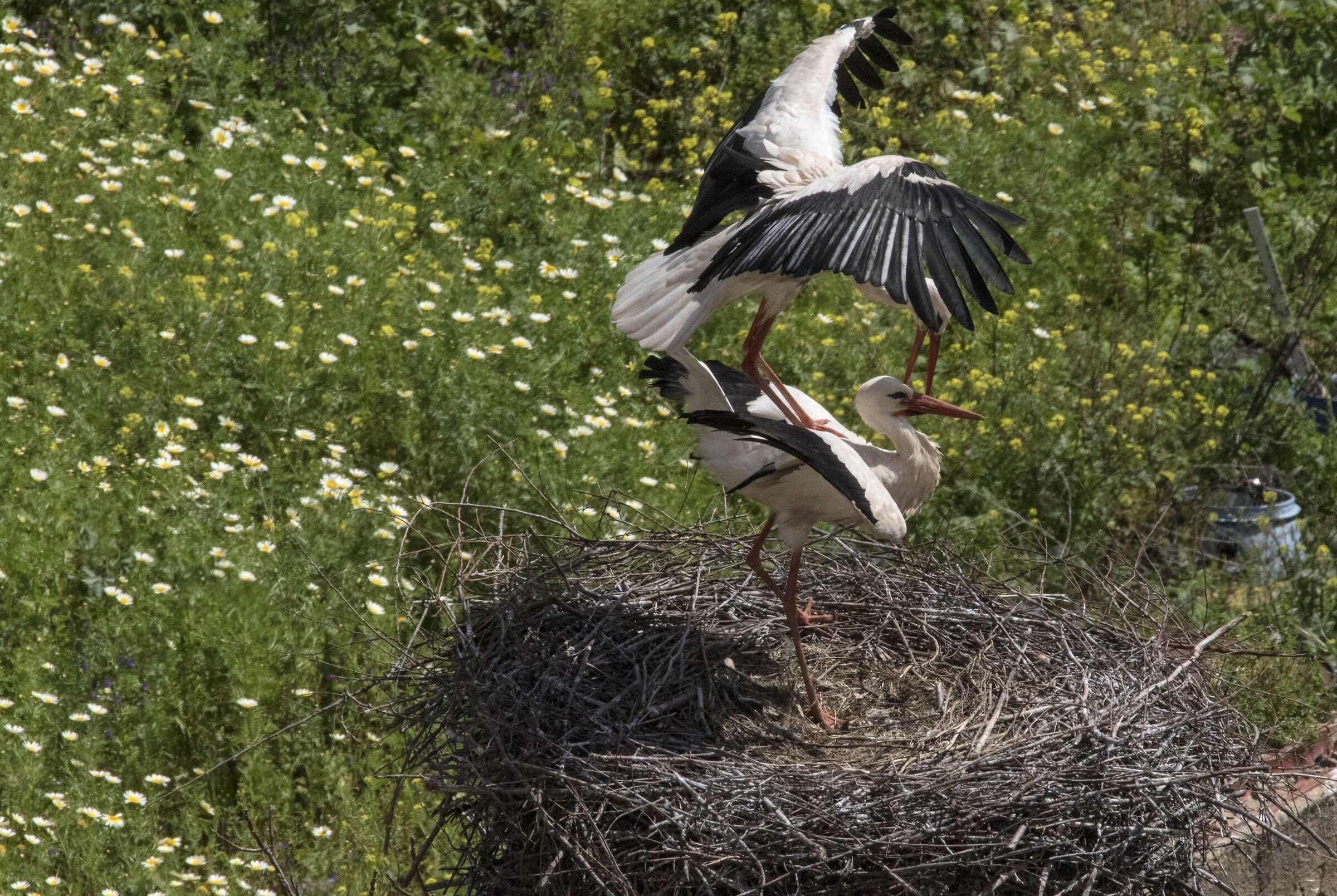 Courtship .... (Storks, Portugal)