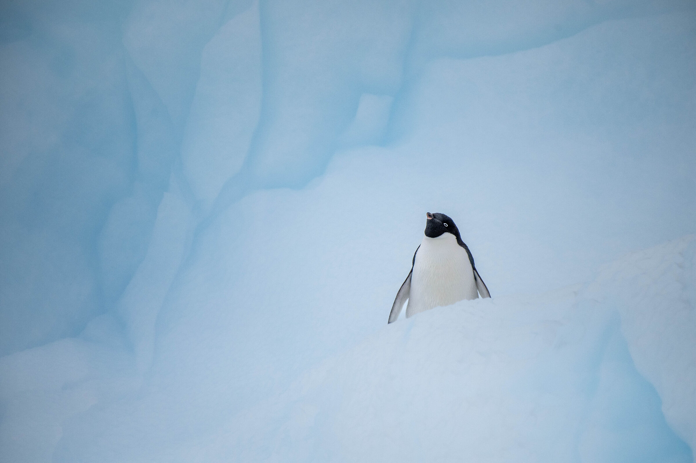 un pinguino Adelie tra i ghiacci dell'Antartide