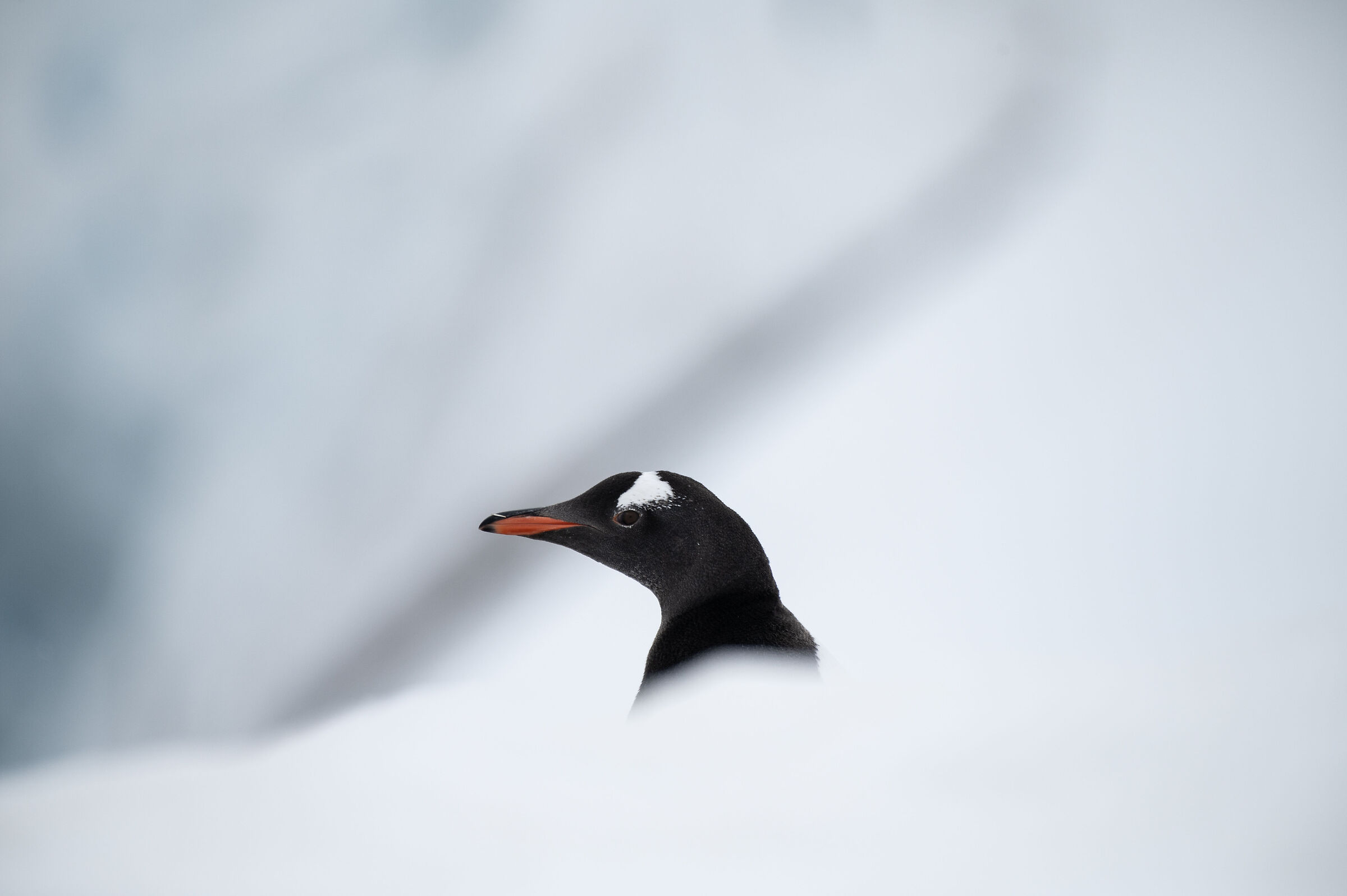 un pinguino Gentoo tra la neve. Antartide