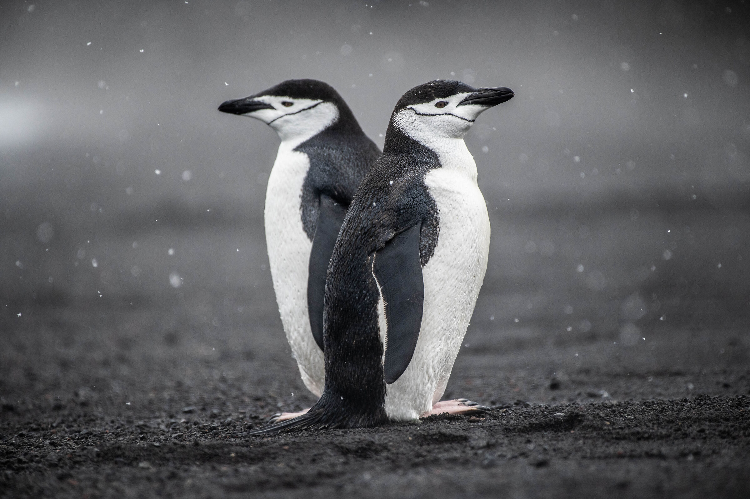 due pinguini Chinstrap a Deception Island