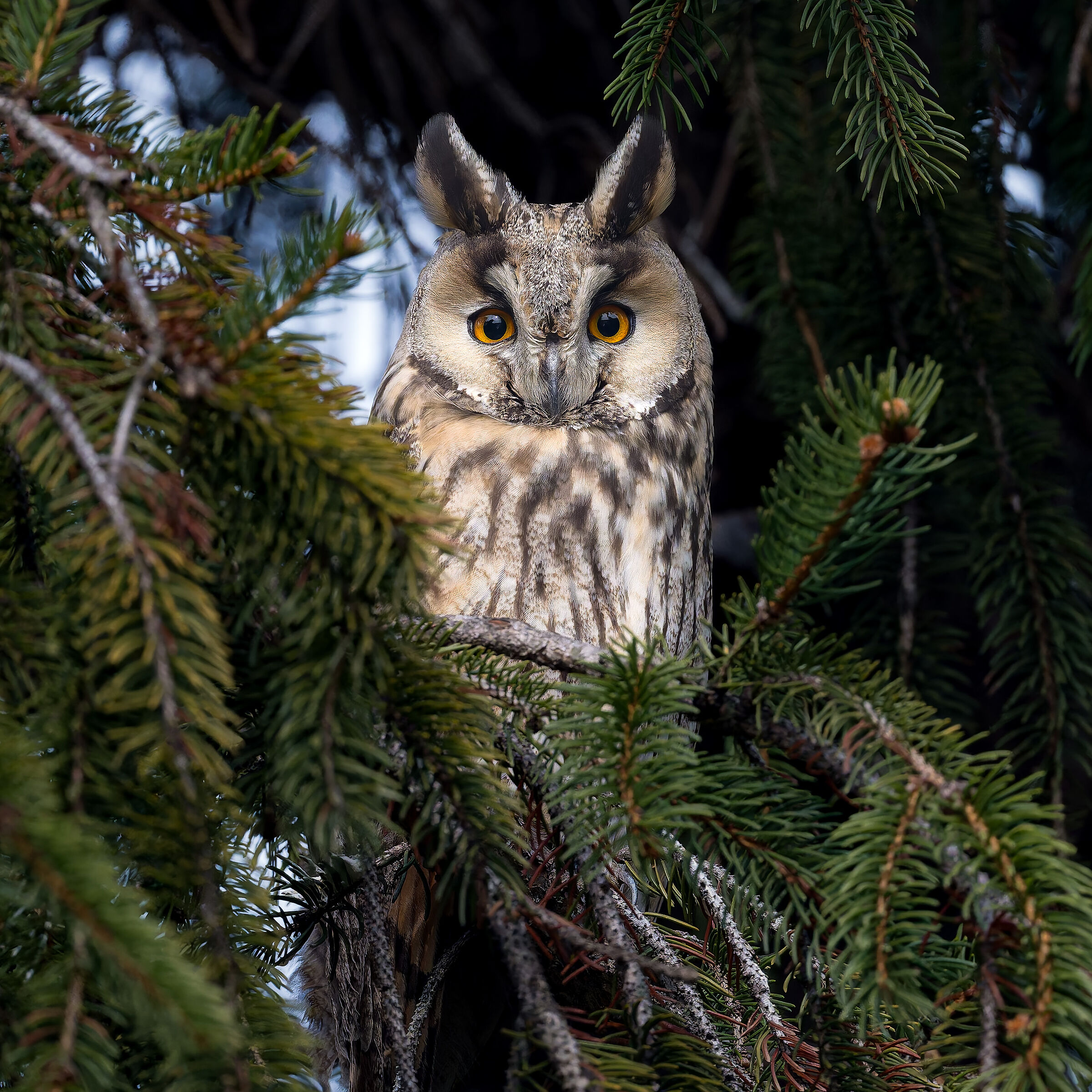 Asio otus - Gufo Comune - Piemonte