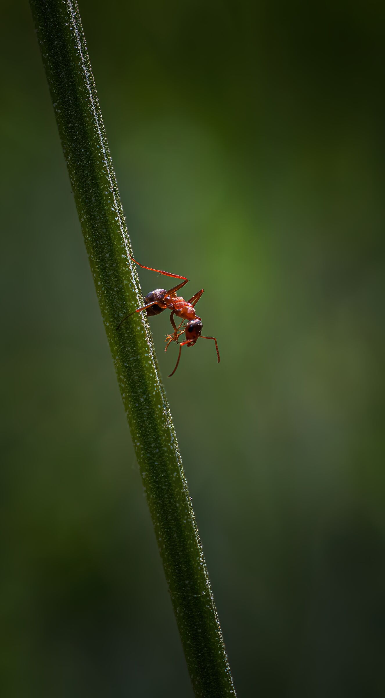 Ant
