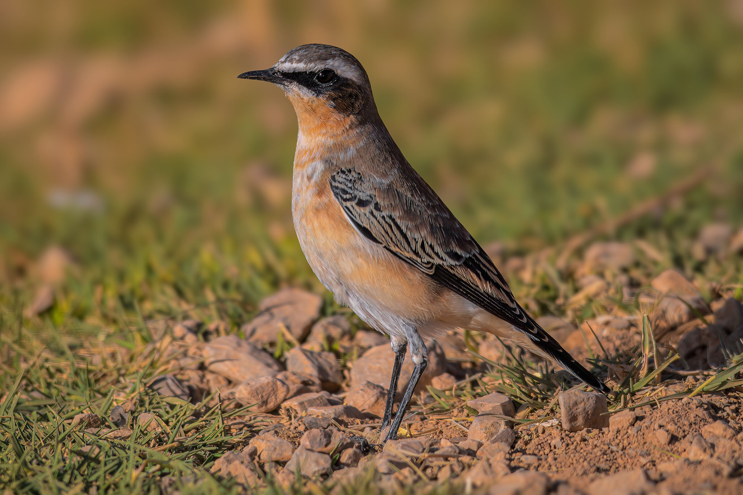 Northern Wheatear