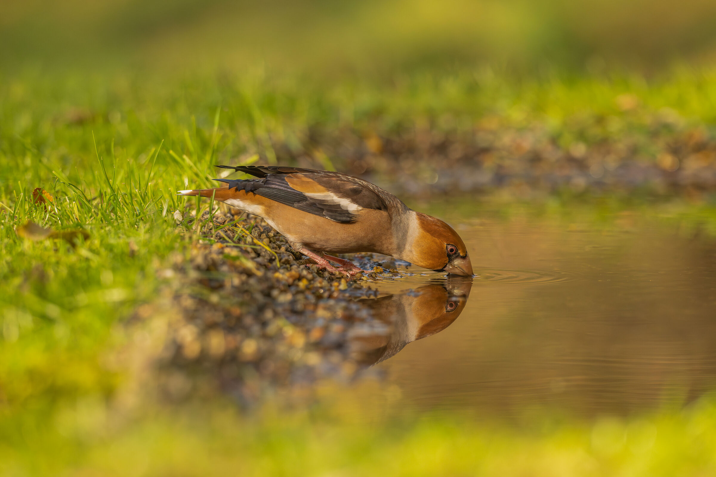 Specchio delle mie ....Brame